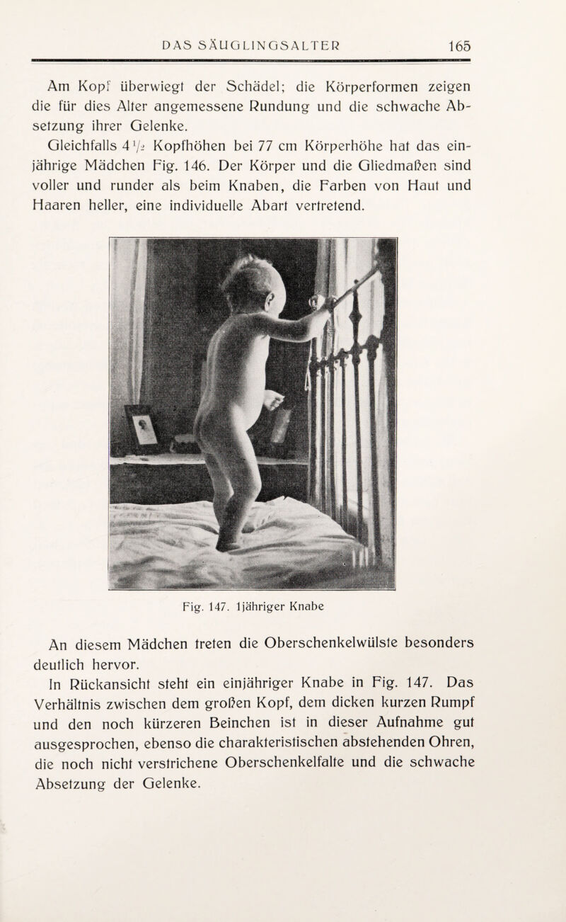 Am Kopf überwiegt der Schädel; die Körperformen zeigen die für dies Alter angemessene Rundung und die schwache Ab¬ setzung ihrer Gelenke. Gleichfalls 41/-> Kopfhöhen bei 77 cm Körperhöhe hat das ein¬ jährige Mädchen Fig. 146. Der Körper und die Gliedmaßen sind voller und runder als beim Knaben, die Farben von Haut und Haaren heller, eine individuelle Abart vertretend. Fig. 147. 1 jähriger Knabe An diesem Mädchen treten die Oberschenkelwülste besonders deutlich hervor. In Rückansicht steht ein einjähriger Knabe in Fig. 147. Das Verhältnis zwischen dem großen Kopf, dem dicken kurzen Rumpf und den noch kürzeren Beinchen ist in dieser Aufnahme gut ausgesprochen, ebenso die charakteristischen abstehenden Ohren, die noch nicht verstrichene Oberschenkelfalte und die schwache Absetzung der Gelenke.