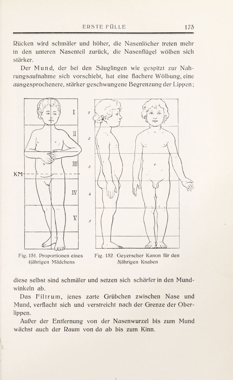 Rücken wird schmäler und höher, die Nasenlöcher treten mehr in den unteren Nasenteil zurück, die Nasenflügel wölben sich stärker. Der Mund, der bei den Säuglingen wie gespitzt zur Nah¬ rungsaufnahme sich vorschiebt, hat eine flachere Wölbung, eine ausgesprochenere, stärker geschwungene Begrenzungder Lippen; Fig. 151. Proportionen eines 4jährigen Mädchens Fig. 152. Geyerscher Kanon für den 5jährigen Knaben diese selbst sind schmäler und setzen sich schärfer in den Mund¬ winkeln ab. Das Filtrum, jenes zarte Grübchen zwischen Nase und Mund, verflacht sich und verstreicht nach der Grenze der Ober¬ lippen. Außer der Entfernung von der Nasenwurzel bis zum Mund wächst auch der Raum von da ab bis zum Kinn.
