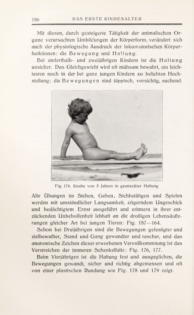 Mit diesen, durch gesteigerte Tätigkeit der animalischen Or¬ gane verursachten Umbildungen der Körperform, verändert sich auch der physiologische Ausdruck der lokomotorischen Körper¬ funktionen: die Bewegung und Haltung. Bei anderthalb- und zweijährigen Kindern ist die Haltung unsicher. Das Gleichgewicht wird oft mühsam bewahrt, am leich¬ testen noch in der bei ganz jungen Kindern so beliebten Hock¬ stellung; die Be wegu n gen sind täppisch, vorsichtig, suchend. Fig. 176. Knabe von 3 Jahren in gestreckter Haltung Alle Übungen im Stehen, Gehen, Sichbetätigen und Spielen werden mit umständlicher Langsamkeit, zögerndem Ungeschick und bedächtigtem Ernst ausgeführt und erinnern in ihrer ent¬ zückenden Unbeholfenheit lebhaft an die drolligen Lebensäuße¬ rungen gleicher Art bei jungen Tieren: Fig. 157—164. Schon bei Dreijährigen sind die Bewegungen gefestigter und zielbewußler, Stand und Gang gewandter und rascher, und das anatomische Zeichen dieser erworbenen Vervollkommnung ist das Verstreichen der innneren Schenkelfalte: Fig. 176, 177. Beim Vierjährigen ist die Haltung fest und ausgeglichen, die Bewegungen gewandt, sicher und richtig abgemessen und oft von einer plastischen Rundung wie Fig. 178 und 179 zeigt.