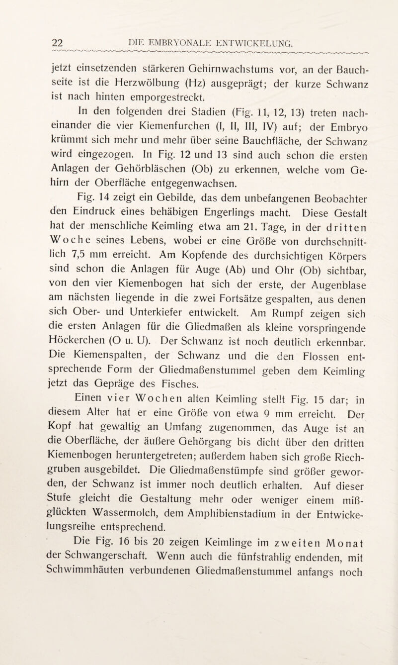 jetzt einsetzenden stärkeren Gehirnwachstums vor, an der Bauch¬ seite ist die Herzwölbung (Hz) ausgeprägt; der kurze Schwanz ist nach hinten emporgestreckt. In den folgenden drei Stadien (Fig. 11, 12, 13) treten nach¬ einander die vier Kiemenfurchen (I, II, III, IV) auf; der Embryo krümmt sich mehr und mehr über seine Bauchfläche, der Schwanz wird eingezogen. In Fig. 12 und 13 sind auch schon die ersten Anlagen der Gehörbläschen (Ob) zu erkennen, welche vom Ge¬ hirn der Oberfläche entgegenwachsen. Fig. 14 zeigt ein Gebilde, das dem unbefangenen Beobachter den Eindruck eines behäbigen Engerlings macht. Diese Gestalt hat der menschliche Keimling etwa am 21. Tage, in der dritten Woche seines Lebens, wobei er eine Größe von durchschnitt¬ lich 7,5 mm erreicht. Am Kopfende des durchsichtigen Körpers sind schon die Anlagen für Auge (Ab) und Ohr (Ob) sichtbar, von den vier Kiemenbogen hat sich der erste, der Augenblase am nächsten liegende in die zwei Fortsätze gespalten, aus denen sich Ober- und Unterkiefer entwickelt. Am Rumpf zeigen sich die ersten Anlagen für die Gliedmaßen als kleine vorspringende Höckerchen (O u. U). Der Schwanz ist noch deutlich erkennbar. Die Kiemenspalten, der Schwanz und die den Flossen ent¬ sprechende Form der Gliedmaßenstummel geben dem Keimling jetzt das Gepräge des Fisches. Einen vier Wochen alten Keimling stellt Fig. 15 dar; in diesem Alter hat er eine Größe von etwa 9 mm erreicht. Der Kopf hat gewaltig an Umfang zugenommen, das Auge ist an die Oberfläche, der äußere Gehörgang bis dicht über den dritten Kiemenbogen heruntergetreten; außerdem haben sich große Riech¬ gruben ausgebildet. Die Gliedmaßenstümpfe sind größer gewor¬ den, der Schwanz ist immer noch deutlich erhalten. Auf dieser Stufe gleicht die Gestaltung mehr oder weniger einem miß¬ glückten Wassermolch, dem Amphibienstadium in der Entwicke¬ lungsreihe entsprechend. Die Fig. 16 bis 20 zeigen Keimlinge im zweiten Monat der Schwangerschaft. Wenn auch die fünfstrahlig endenden, mit Schwimmhäuten verbundenen Gliedmaßenstummel anfangs noch