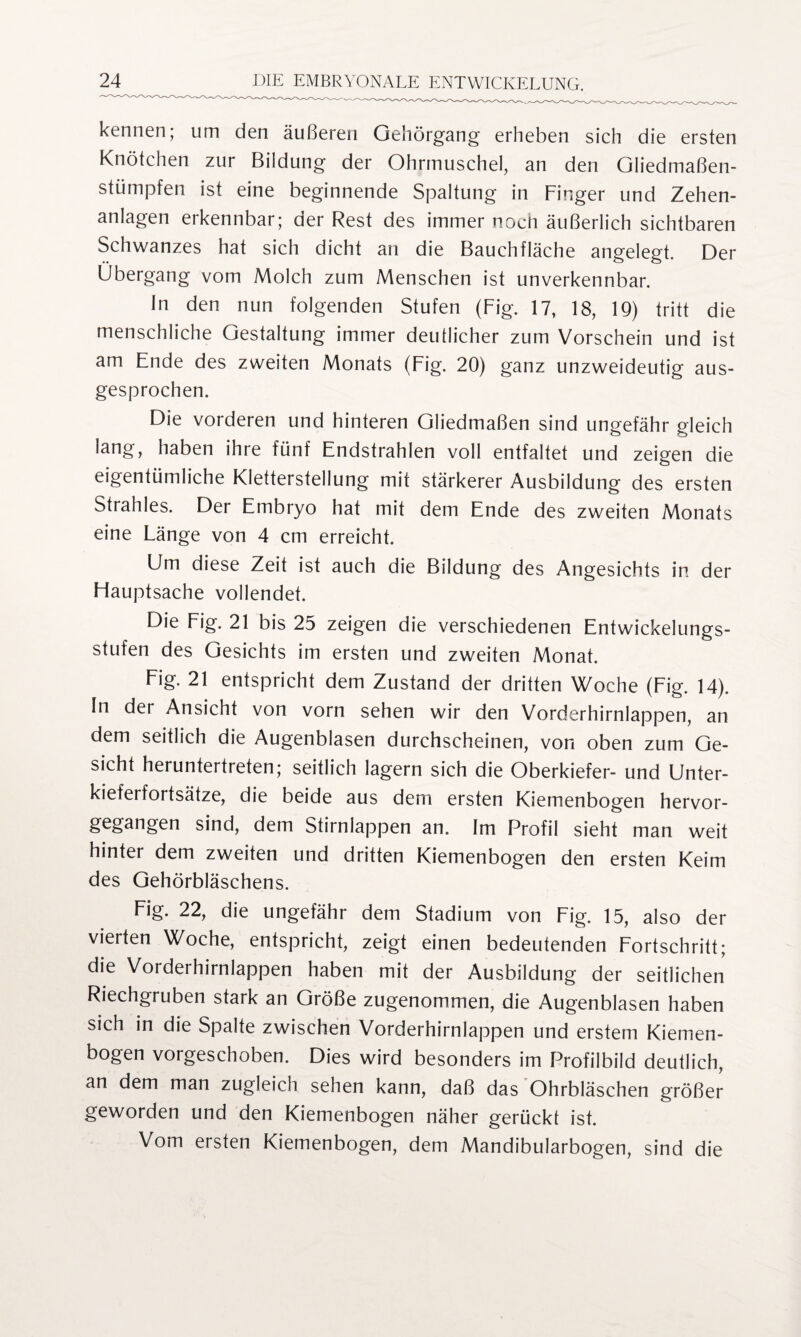 kennen; um den äußeren Gehörgang erheben sich die ersten Knötchen zur Bildung der Ohrmuschel, an den Gliedmaßen¬ stümpfen ist eine beginnende Spaltung in Finger und Zehen¬ anlagen erkennbar; der Rest des immer nocn äußerlich sichtbaren Schwanzes hat sich dicht an die Bauchfläche angelegt. Der Übergang vom Molch zum Menschen ist unverkennbar. ln den nun folgenden Stufen (Fig. 17, 18, 19) tritt die menschliche Gestaltung immer deutlicher zum Vorschein und ist am Ende des zweiten Monats (Fig. 20) ganz unzweideutig aus¬ gesprochen. Die vorderen und hinteren Gliedmaßen sind ungefähr gleich lang, haben ihre fünf Endstrahlen voll entfaltet und zeigen die eigentümliche Kletterstellung mit stärkerer Ausbildung des ersten Strahles. Der Embryo hat mit dem Ende des zweiten Monats eine Länge von 4 cm erreicht. Um diese Zeit ist auch die Bildung des Angesichts in der Flauptsache vollendet. Die Fig. 21 bis 25 zeigen die verschiedenen Entwickelungs¬ stufen des Gesichts im ersten und zweiten Monat. Fig. 21 entspricht dem Zustand der dritten Woche (Fig. 14). In der Ansicht von vorn sehen wir den Vorderhirnlappen, an dem seitlich die Augenblasen durchscheinen, von oben zum Ge¬ sicht heruntertreten; seitlich lagern sich die Oberkiefer- und Unter¬ kieferfortsätze, die beide aus dem ersten Kiemenbogen hervor¬ gegangen sind, dem Stirnlappen an. Im Profil sieht man weit hinter dem zweiten und dritten Kiemenbogen den ersten Keim des Gehörbläschens. Fig. 22, die ungefähr dem Stadium von Fig. 15, also der vierten Woche, entspricht, zeigt einen bedeutenden Fortschritt; die Vorderhirnlappen haben mit der Ausbildung der seitlichen Riechgruben stark an Größe zugenommen, die Augenblasen haben sich in die Spalte zwischen Vorderhirnlappen und erstem Kiemen¬ bogen vorgeschoben. Dies wird besonders im Profilbild deutlich, an dem man zugleich sehen kann, daß das Ohrbläschen größer geworden und den Kiemenbogen näher gerückt ist. Vom ersten Kiemenbogen, dem Mandibularbogen, sind die