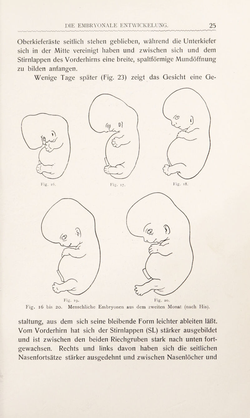 Oberkieferäste seitlich stehen geblieben, während die Unterkiefer sich in der Mitte vereinigt haben und zwischen sich und dem Stirnlappen des Vorderhirns eine breite, spaltförmige Mundöffnung zu bilden anfangen. Wenige Tage später (Fig. 23) zeigt das Gesicht eine Ge- Fig. 16 bis 20. Menschliche Embryonen aus dem zweiten Monat (nach His). staltung, aus dem sich seine bleibende Form leichter ableiten läßt. Vom Vorderhirn hat sich der Stirnlappen (SL) stärker ausgebildet und ist zwischen den beiden Riechgruben stark nach unten fort¬ gewachsen. Rechts und links davon haben sich die seitlichen Nasenfortsätze stärker ausgedehnt und zwischen Nasenlöcher und