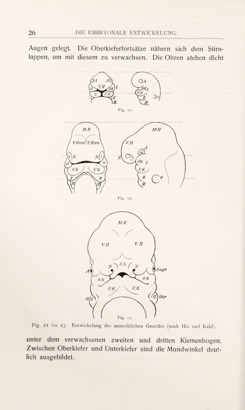 Augen gelegt. Die Oberkieferfortsätze nähern sich dem Stirn¬ lappen, um mit diesem zu verwachsen. Die Ohren stehen dicht Fig. 21 bis 23. Entwickelung des menschlichen Gesichts (nach His und Rabl). unter dem verwachsenen zweiten und dritten Kiemenbogen. Zwischen Oberkiefer und Unterkiefer sind die Mundwinkel deut¬ lich ausgebildet.