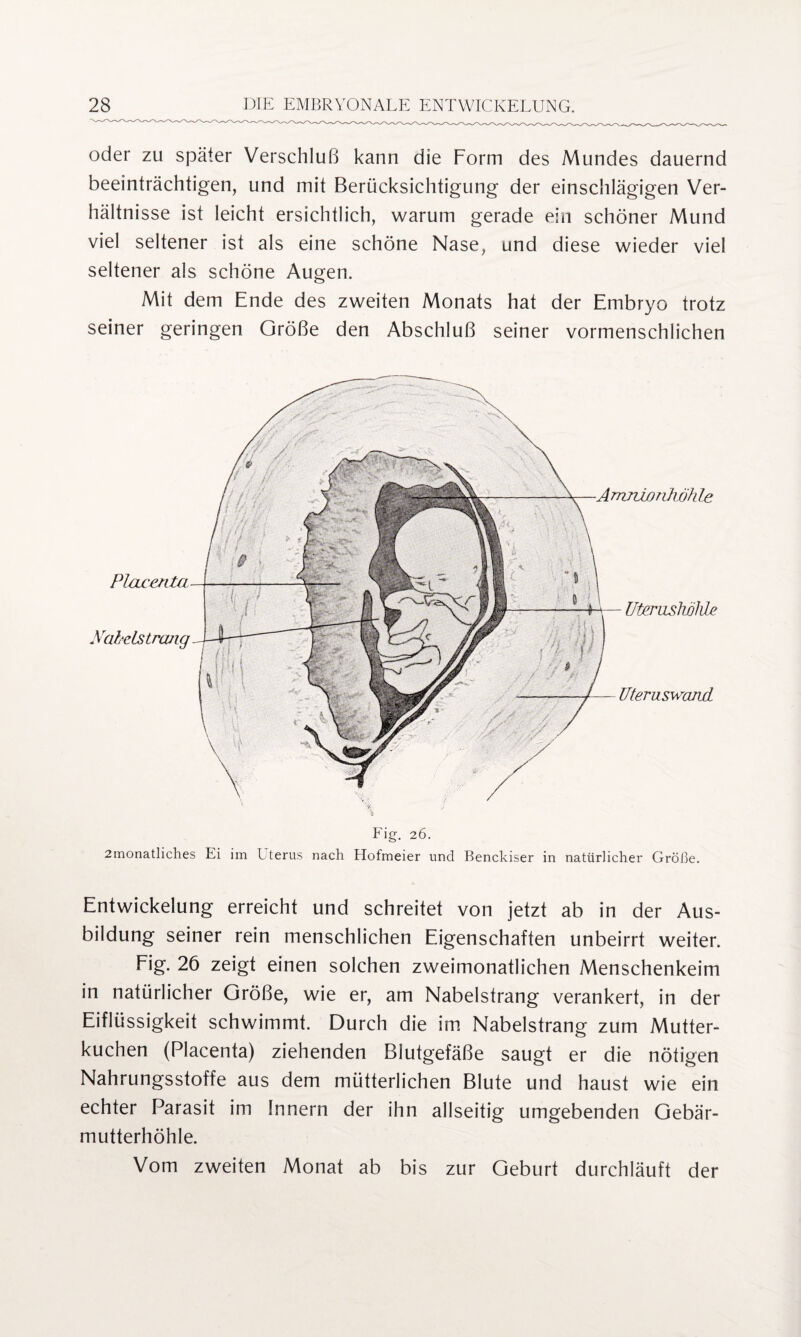 oder zu später Verschluß kann die Form des Mundes dauernd beeinträchtigen, und mit Berücksichtigung der einschlägigen Ver¬ hältnisse ist leicht ersichtlich, warum gerade ein schöner Mund viel seltener ist als eine schöne Nase, und diese wieder viel seltener als schöne Augen. Mit dem Ende des zweiten Monats hat der Embryo trotz seiner geringen Größe den Abschluß seiner vormenschlichen Fig. 26. 2monatliches Ei im Lterus nach Hofmeier und Benckiser in natürlicher Größe. Uteruswand Placenta NabcLstrcvig Uterushölde Entwickelung erreicht und schreitet von jetzt ab in der Aus¬ bildung seiner rein menschlichen Eigenschaften unbeirrt weiter. Fig. 26 zeigt einen solchen zweimonatlichen Menschenkeim in natürlicher Größe, wie er, am Nabelstrang verankert, in der Eiflüssigkeit schwimmt. Durch die im Nabelstrang zum Mutter¬ kuchen (Placenta) ziehenden Blutgefäße saugt er die nötigen Nahrungsstoffe aus dem mütterlichen Blute und haust wie ein echter Parasit im Innern der ihn allseitig umgebenden Gebär¬ mutterhöhle. Vom zweiten Monat ab bis zur Geburt durchläuft der