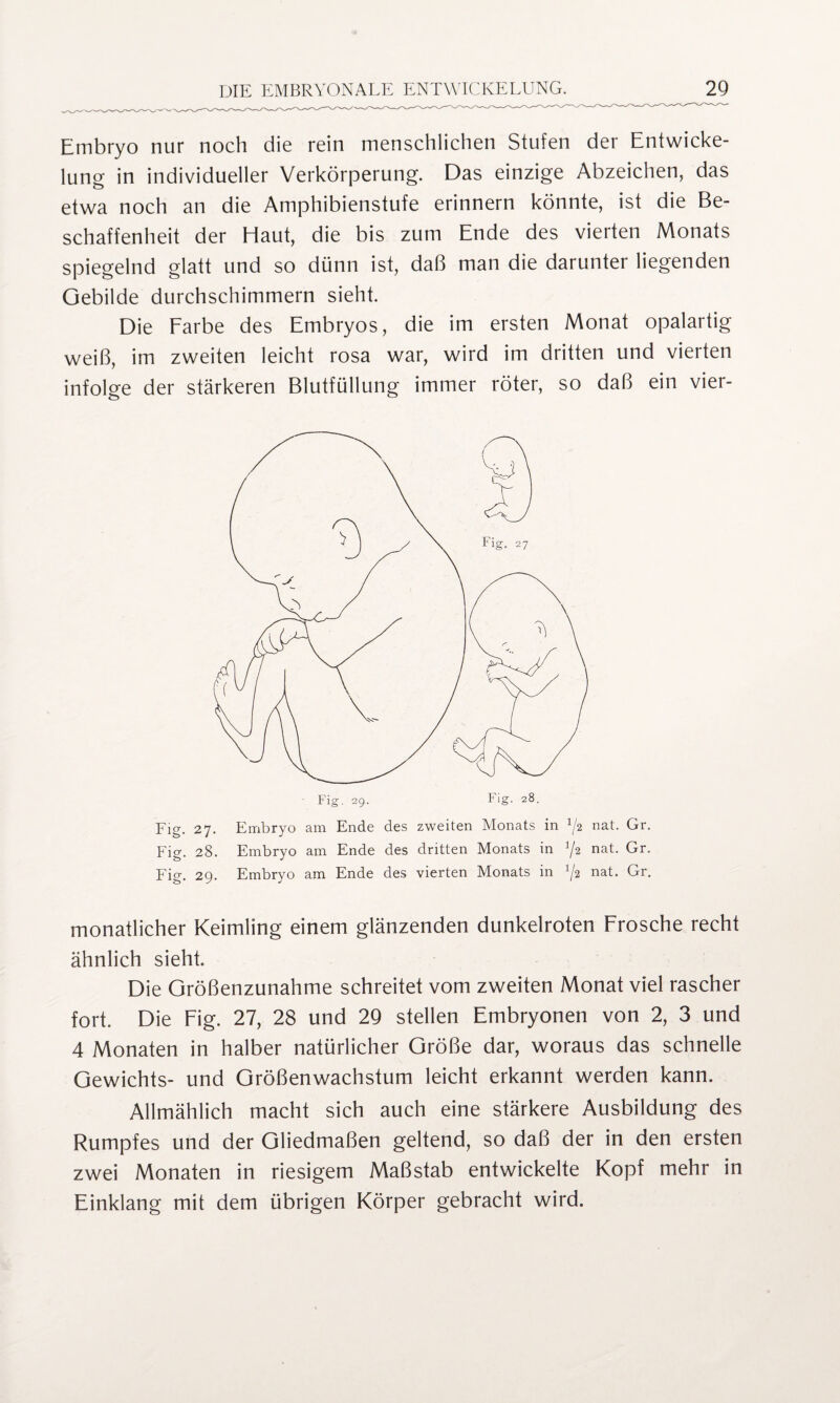 Embryo nur noch die rein menschlichen Stufen der Entwicke¬ lung in individueller Verkörperung. Das einzige Abzeichen, das etwa noch an die Amphibienstufe erinnern könnte, ist die Be¬ schaffenheit der Haut, die bis zum Ende des vierten Monats spiegelnd glatt und so dünn ist, daß man die darunter liegenden Gebilde durchschimmern sieht. Die Farbe des Embryos, die im ersten Monat opalartig weiß, im zweiten leicht rosa war, wird im dritten und vierten infolge der stärkeren Blutfüllung immer röter, so daß ein vier- Fig. 27. Embryo am Ende des zweiten Monats in ^2 nat. Gr. Fig. 28. Embryo am Ende des dritten Monats in J/2 nat. Gr. Fig. 29. Embryo am Ende des vierten Monats in ij2 nat. Gr. monatlicher Keimling einem glänzenden dunkelroten Frosche recht ähnlich sieht. Die Größenzunahme schreitet vom zweiten Monat viel rascher fort. Die Fig. 27, 28 und 29 stellen Embryonen von 2, 3 und 4 Monaten in halber natürlicher Größe dar, woraus das schnelle Gewichts- und Größenwachstum leicht erkannt werden kann. Allmählich macht sich auch eine stärkere Ausbildung des Rumpfes und der Gliedmaßen geltend, so daß der in den ersten zwei Monaten in riesigem Maßstab entwickelte Kopf mehr in Einklang mit dem übrigen Körper gebracht wird.