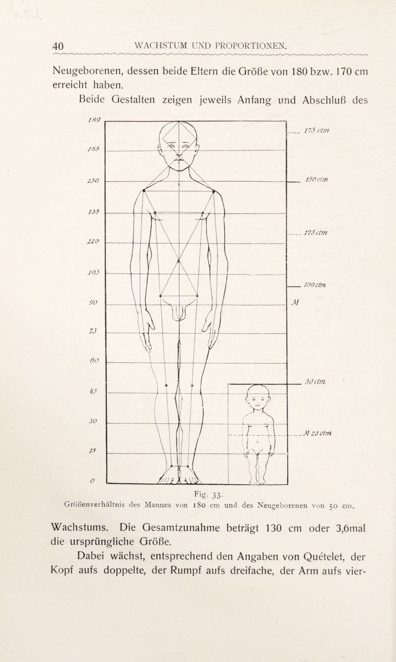 Neugeborenen, dessen beide Eltern die Größe von 180 bzw. 170 cm erreicht haben. Beide Gestalten zeigen jeweils Anfang und Abschluß des Fig- 33- Größenverhältnis des Mannes von 180 cm und des Neugeborenen von 50 cm. Wachstums. Die Gesamtzunahme beträgt 130 cm oder 3,6mal die ursprüngliche Größe. Dabei wächst, entsprechend den Angaben von Quetelet, der Kopf aufs doppelte, der Rumpf aufs dreifache, der Arm aufs vier-