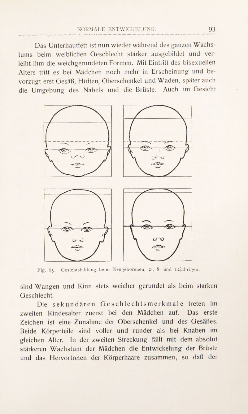 Das Unterhautfett ist nun wieder während des ganzen Wachs¬ tums beim weiblichen Geschlecht stärker ausgebildet und ver¬ leiht ihm die weichgerundeten Formen. Mit Eintritt des bisexuellen Alters tritt es bei Mädchen noch mehr in Erscheinung und be¬ vorzugt erst Gesäß, Elüften, Oberschenkel und Waden, später auch die Umgebung des Nabels und die Brüste. Auch im Gesicht Fig. 65. Gesichtsbildung beim Neugeborenen, 2-, 8- und 12jährigen. sind Wangen und Kinn stets weicher gerundet als beim starken Geschlecht. Die sekundären Geschlechtsmerkmale treten im zweiten Kindesalter zuerst bei den Mädchen auf. Das erste Zeichen ist eine Zunahme der Oberschenkel und des Gesäßes. Beide Körperteile sind voller und runder als bei Knaben im gleichen Alter. In der zweiten Streckung fällt mit dem absolut stärkeren Wachstum der Mädchen die Entwickelung der Brüste und das Hervortreten der Körperhaare zusammen, so daß der