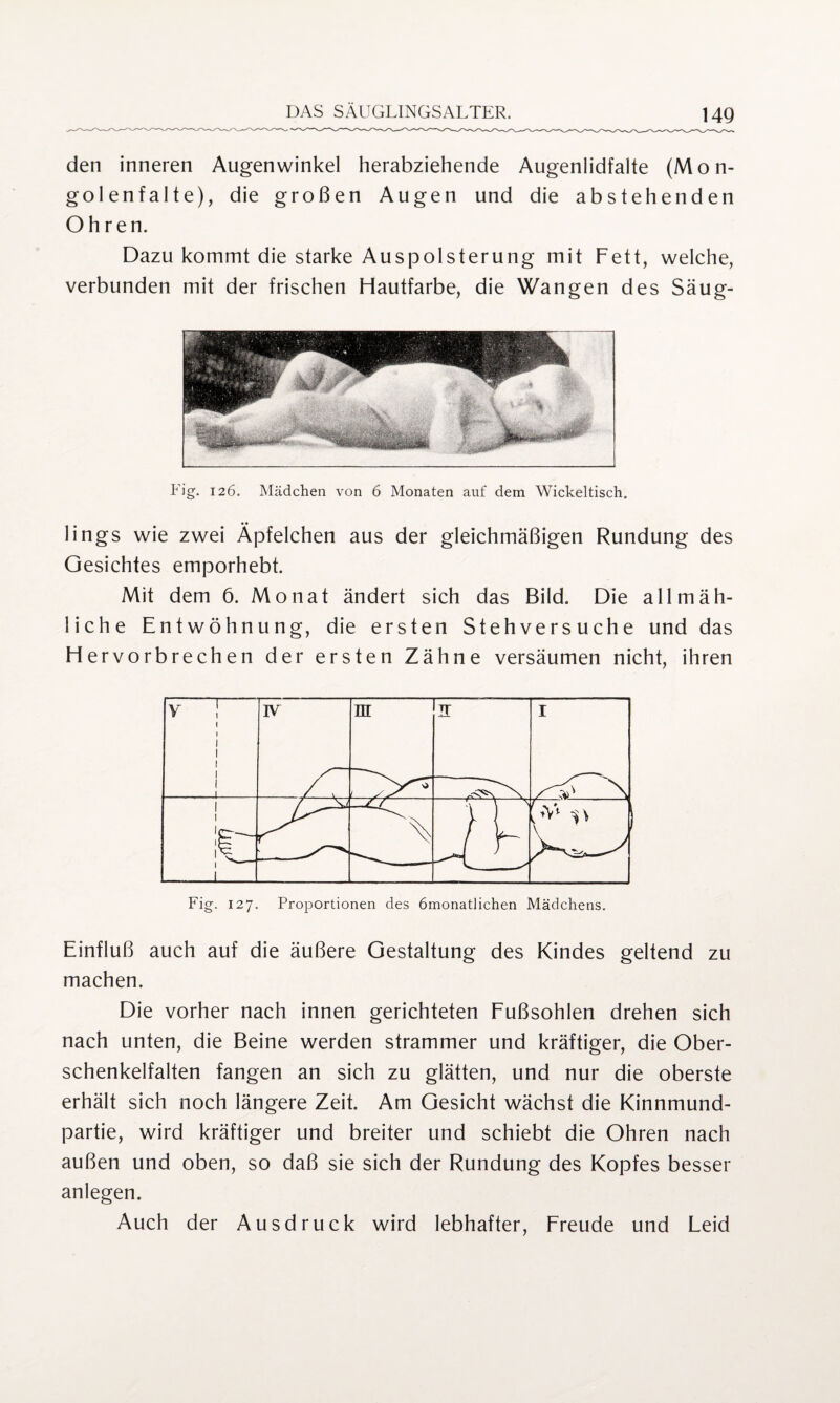 den inneren Augenwinkel herabziehende Augenlidfalte (Mon¬ golenfalte), die großen Augen und die abstehenden Ohren. Dazu kommt die starke Auspolsterung mit Fett, welche, verbunden mit der frischen Hautfarbe, die Wangen des Säug- Fig. 126. Mädchen von 6 Monaten auf dem Wickeltisch. lings wie zwei Äpfelchen aus der gleichmäßigen Rundung des Gesichtes emporhebt. Mit dem 6. Monat ändert sich das Bild. Die allmäh¬ liche Entwöhnung, die ersten Stehversuche und das Hervorbrechen der ersten Zähne versäumen nicht, ihren Fig. 127. Proportionen des ömonatlichen Mädchens. Einfluß auch auf die äußere Gestaltung des Kindes geltend zu machen. Die vorher nach innen gerichteten Fußsohlen drehen sich nach unten, die Beine werden strammer und kräftiger, die Ober¬ schenkelfalten fangen an sich zu glätten, und nur die oberste erhält sich noch längere Zeit. Am Gesicht wächst die Kinnmund¬ partie, wird kräftiger und breiter und schiebt die Ohren nach außen und oben, so daß sie sich der Rundung des Kopfes besser anlegen. Auch der Ausdruck wird lebhafter, Freude und Leid