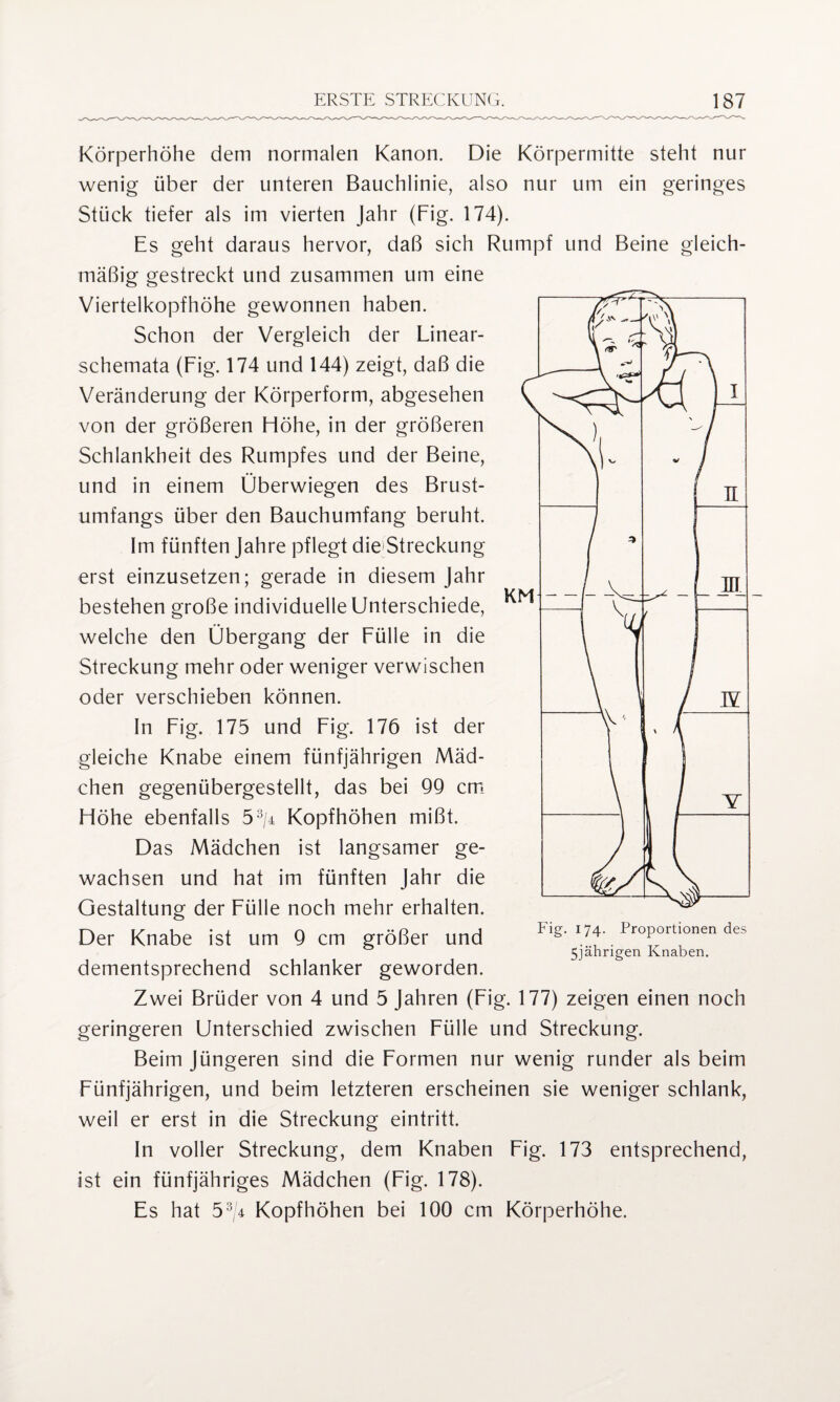 Körperhöhe dem normalen Kanon. Die Körpermitte steht nur wenig über der unteren Bauchlinie, also nur um ein geringes Stück tiefer als im vierten Jahr (Fig. 174). Es geht daraus hervor, daß sich Rumpf und Beine gleich¬ mäßig gestreckt und zusammen um eine Viertelkopfhöhe gewonnen haben. Schon der Vergleich der Linear¬ schemata (Fig. 174 und 144) zeigt, daß die Veränderung der Körperform, abgesehen von der größeren Höhe, in der größeren Schlankheit des Rumpfes und der Beine, und in einem Überwiegen des Brust¬ umfangs über den Bauchumfang beruht. Im fünften Jahre pflegt die Streckung erst einzusetzen; gerade in diesem Jahr bestehen große individuelle Unterschiede, welche den Übergang der Fülle in die Streckung mehr oder weniger verwischen oder verschieben können. In Fig. 175 und Fig. 176 ist der gleiche Knabe einem fünfjährigen Mäd¬ chen gegenübergestellt, das bei 99 cm Höhe ebenfalls 53/4 Kopfhöhen mißt. Das Mädchen ist langsamer ge¬ wachsen und hat im fünften Jahr die Gestaltung der Fülle noch mehr erhalten. Der Knabe ist um 9 cm größer und dementsprechend schlanker geworden. Zwei Brüder von 4 und 5 Jahren (Fig. 177) zeigen einen noch geringeren Unterschied zwischen Fülle und Streckung. Beim Jüngeren sind die Formen nur wenig runder als beim Fünfjährigen, und beim letzteren erscheinen sie weniger schlank, weil er erst in die Streckung eintritt. In voller Streckung, dem Knaben Fig. 173 entsprechend, ist ein fünfjähriges Mädchen (Fig. 178). Es hat 534 Kopfhöhen bei 100 cm Körperhöhe. Fig. 174. Proportionen des 5jährigen Knaben.