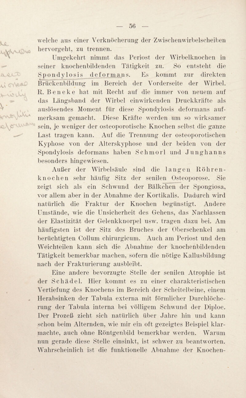 welche aus einer Verknöcherung der Zwischenwirbelscheiben hervorgeht, zu trennen. Umgekehrt nimmt das Periost der Wirbelknochen in seiner knochenbildenden Tätigkeit zu. So entsteht die Spondylosis deformans. Es kommt zur direkten Brückenbildung im Bereich der Vorderseite der Wirbel. R. Beneke hat mit Recht auf die immer von neuem auf das Längsband der Wirbel einwirkenden Druckkräfte als auslösendes Moment für diese Spondylosis deformans auf¬ merksam gemacht. Diese Kräfte werden um so wirksamer sein, je weniger der osteoporotische Knochen selbst die ganze Last tragen kann. Auf die Trennung der osteoporotischen Kyphose von der Alterskyphose und der beiden von der Spondylosis deformans haben Schmorl und Junghanns besonders hingewiesen. Außer der Wirbelsäule sind die langen Röhren¬ knochen sehr häufig Sitz der senilen Osteoporose. Sie zeigt sich als ein Schwund der Bälkchen der Spongiosa, vor allem aber in der Abnahme der Kortikalis. Dadurch wird natürlich die Fraktur der Knochen begünstigt. Andere Umstände, wie die Unsicherheit des Gehens, das Nachlassen der Elastizität der Gelenkknorpel usw. tragen dazu bei. Am häufigsten ist der Sitz des Bruches der Oberschenkel am berüchtigten Collum chirurgicum. Auch am Periost und den Weichteilen kann sich die Abnahme der knochenbildenden Tätigkeit bemerkbar machen, sofern die nötige Kallusbildung nach der Frakturierung ausbleibt. Eine andere bevorzugte Stelle der senilen Atrophie ist der Schädel. Hier kommt es zu einer charakteristischen Vertiefung des Knochens im Bereich der Scheitelbeine, einem Herabsinken der Tabula externa mit förmlicher Durchlöche¬ rung der Tabula interna bei völligem Schwund der Diploe. Der Prozeß zieht sich natürlich über Jahre hin und kann schon beim Alternden, wie mir ein oft gezeigtes Beispiel klar¬ machte, auch ohne Röntgenbild bemerkbar werden. Warum nun gerade diese Stelle ein sinkt, ist schwer zu beant worten. Wahrscheinlich ist die funktionelle Abnahme der Knochen-