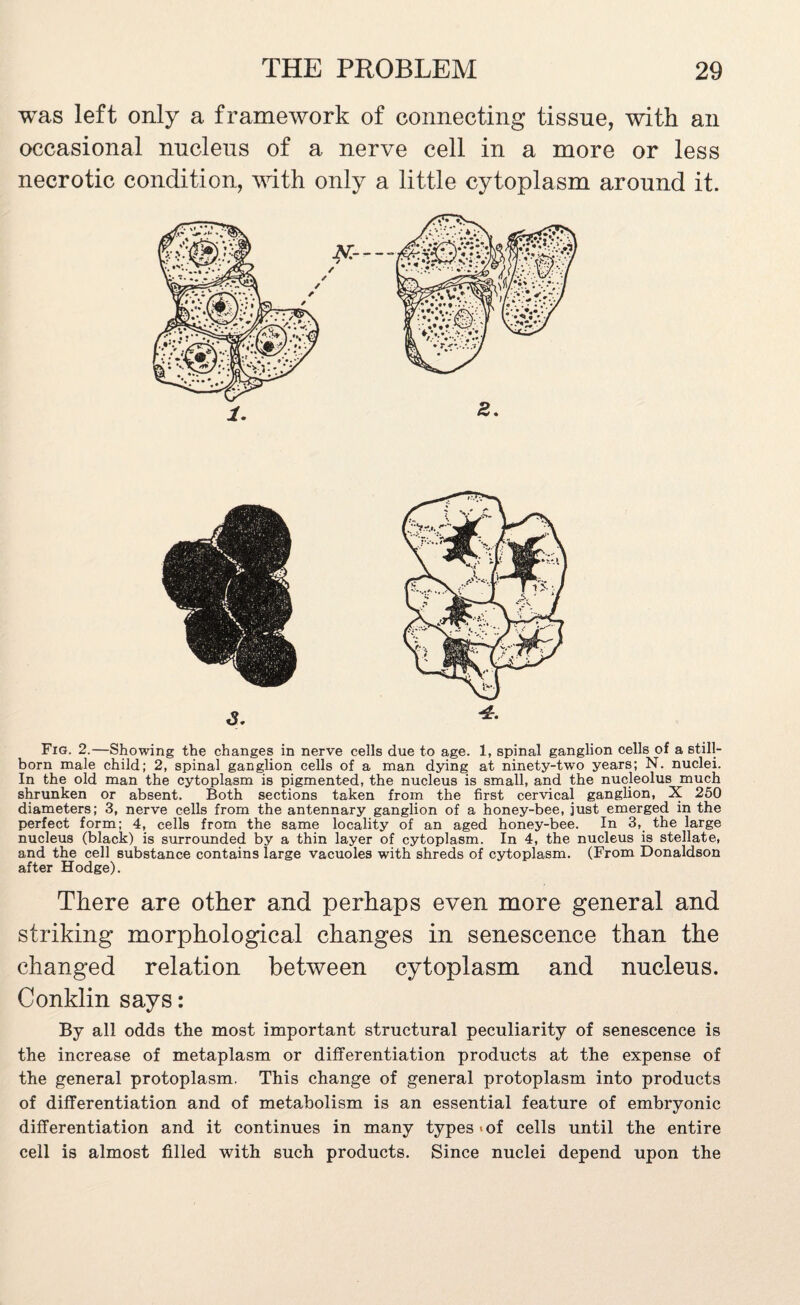 was left only a framework of connecting tissue, with an occasional nucleus of a nerve cell in a more or less necrotic condition, with only a little cytoplasm around it. Fig. 2.—Showing the changes in nerve cells due to age. 1, spinal ganglion cells of a still¬ born male child; 2, spinal ganglion cells of a man dying at ninety-two years; N. nuclei. In the old man the cytoplasm is pigmented, the nucleus is small, and the nucleolus much shrunken or absent. Both sections taken from the first cervical ganglion, X 250 diameters; 3, nerve cells from the antennary ganglion of a honey-bee, just emerged in the perfect form; 4, cells from the same locality of an aged honey-bee. In 3, the large nucleus (black) is surrounded by a thin layer of cytoplasm. In 4, the nucleus is stellate, and the cell substance contains large vacuoles with shreds of cytoplasm. (From Donaldson after Hodge). There are other and perhaps even more general and striking morphological changes in senescence than the changed relation between cytoplasm and nucleus. Conklin says: By all odds the most important structural peculiarity of senescence is the increase of metaplasm or differentiation products at the expense of the general protoplasm. This change of general protoplasm into products of differentiation and of metabolism is an essential feature of embryonic differentiation and it continues in many types-of cells until the entire cell is almost filled with such products. Since nuclei depend upon the