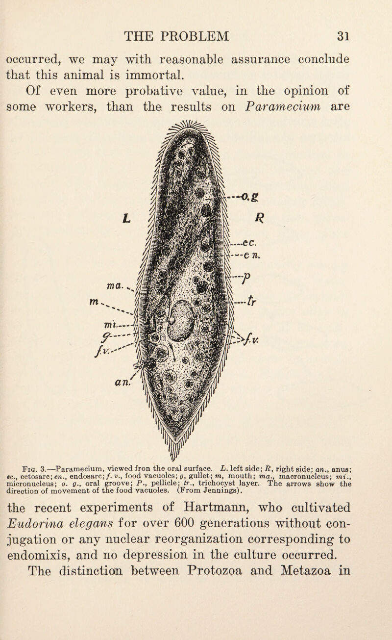 occurred, we may with reasonable assurance conclude that this animal is immortal. Of even more probative value, in the opinion of some workers, than the results on Paramecium are Fig. 3.—Paramecium, viewed fron the oral surface. L. left side; R, right side; an., anus; ec., ectosarc; en., endosarc;/. v., food vacuoles; g, gullet; m, mouth; ma., macronucleus; mi., micronucleus; o. g., oral groove; P., pellicle; tr., trichocyst layer. The arrows show the direction of movement of the food vacuoles. (From Jennings). the recent experiments of Hartmann, who cultivated Eudorina elegans for over 600 generations without con¬ jugation or any nuclear reorganization corresponding to endomixis, and no depression in the culture occurred. The distinction between Protozoa and Metazoa in