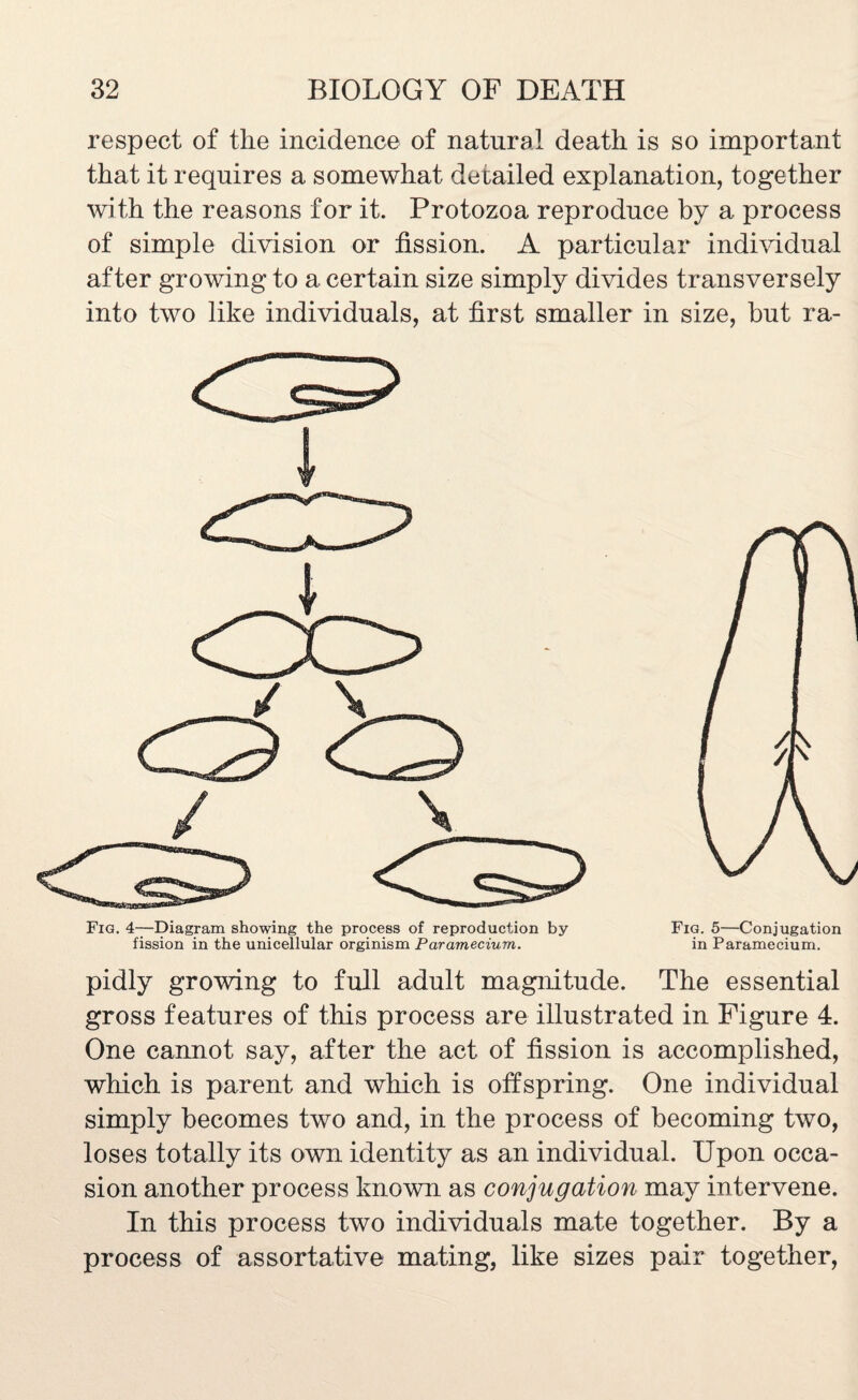 respect of the incidence of natural death is so important that it requires a somewhat detailed explanation, together with the reasons for it. Protozoa reproduce by a process of simple division or fission. A particular individual after growing to a certain size simply divides transversely into two like individuals, at first smaller in size, but ra- Fig. 4—Diagram showing the process of reproduction by fission in the unicellular orginism Paramecium. Fig. 5—Conjugation in Paramecium. pidly growing to full adult magnitude. The essential gross features of this process are illustrated in Figure 4. One cannot say, after the act of fission is accomplished, which is parent and which is offspring. One individual simply becomes two and, in the process of becoming two, loses totally its own identity as an individual. Upon occa¬ sion another process known as conjugation may intervene. In this process two individuals mate together. By a process of assortative mating, like sizes pair together,