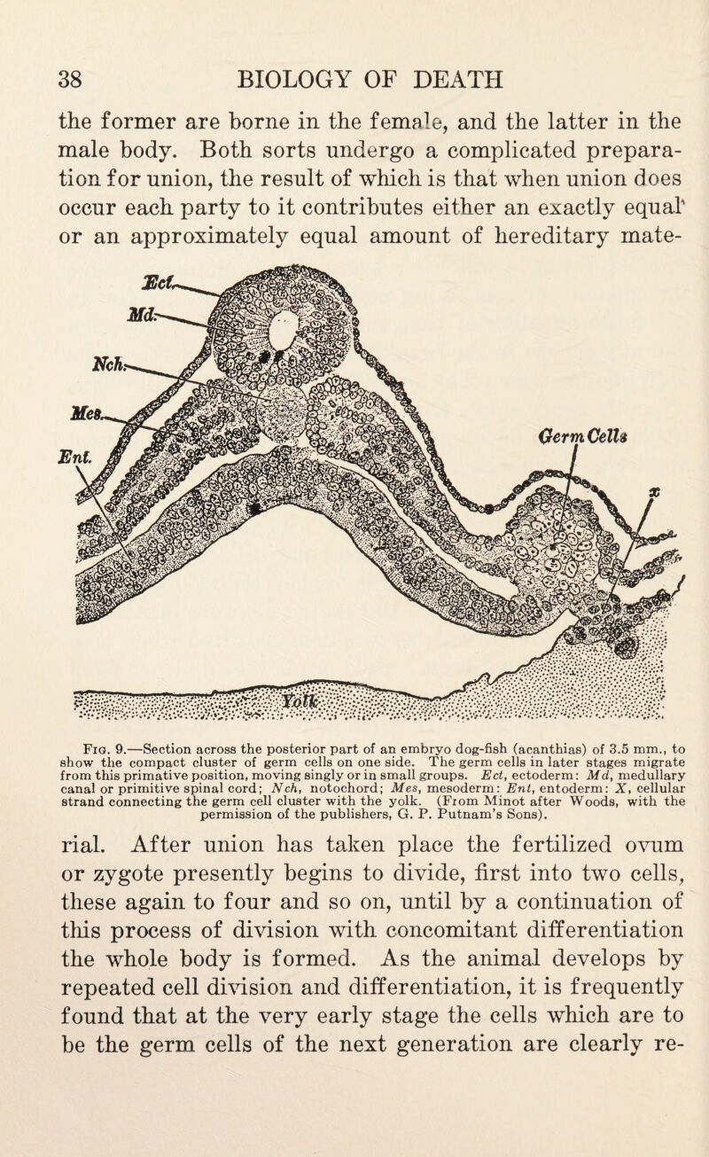 the former are borne in the female, and the latter in the male body. Both sorts undergo a complicated prepara¬ tion for union, the result of which is that when union does occur each party to it contributes either an exactly equal' or an approximately equal amount of hereditary mate- Fig. 9.—Section across the posterior part of an embryo dog-fish (acanthias) of 3.5 mm., to show the compact cluster of germ cells on one side. The germ cells in later stages migrate from this primative position, moving singly or in small groups. Ect, ectoderm: Md, medullary canal or primitive spinal cord; Nch, notochord; Mes, mesoderm: Ent, entoderm: X, cellular strand connecting the germ cell cluster with the yolk. (From Minot after Woods, with the permission of the publishers, G. P. Putnam’s Sons). rial. After union has taken place the fertilized ovum or zygote presently begins to divide, first into two cells, these again to four and so on, until by a continuation of this process of division with concomitant differentiation the whole body is formed. As the animal develops by repeated cell division and differentiation, it is frequently found that at the very early stage the cells which are to be the germ cells of the next generation are clearly re-