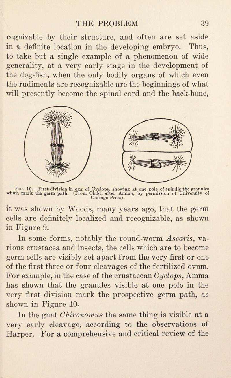 cognizable by their structure, and often are set aside in a definite location in the developing embryo. Thus, to take but a single example of a phenomenon of wide generality, at a very early stage in the development of the dog-fish, when the only bodily organs of which even the rudiments are recognizable are the beginnings of what will presently become the spinal cord and the back-bone, Fig. 10.—First division in egg of Cyclops, showing at one pole of spindle the granules ch mark the germ path. (From Child, after Amma, by permission of University of Chicago Press). it was shown by Woods, many years ago, that the germ cells are definitely localized and recognizable, as shown in Figure 9. In some forms, notably the round-worm Ascaris, va¬ rious Crustacea and insects, the cells which are to become germ cells are visibly set apart from the very first or one of the first three or four cleavages of the fertilized ovum. For example, in the case of the crustacean Cyclops, Amma has shown that the granules visible at one pole in the very first division mark the prospective germ path, as shown in Figure 10. In the gnat Chironomus the same thing is visible at a very early cleavage, according to the observations of Harper. For a comprehensive and critical review of the