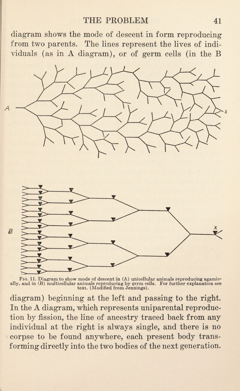 diagram shows the mode of descent in form reproducing from two parents. The lines represent the lives of indi¬ viduals (as in A diagram), or of germ cells (in the B A Fig. 11. Diagram to show mode of descent in (A) unicellular animals reproducing agamic- ally, and in (B) multicellular animals reproducing by germ cells. For further explanation see text. (Modified from Jennings). diagram) beginning at the left and passing to the right. In the A diagram, which represents uniparental reproduc¬ tion by fission, the line of ancestry traced back from any individual at the right is always single, and there is no corpse to be found anywhere, each present body trans¬ forming directly into the two bodies of the next generation.