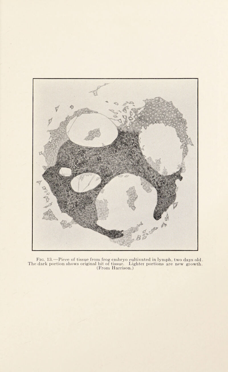 The dark portion shows original bit of tissue. Lighter portions are new growth. (From Harrison.)