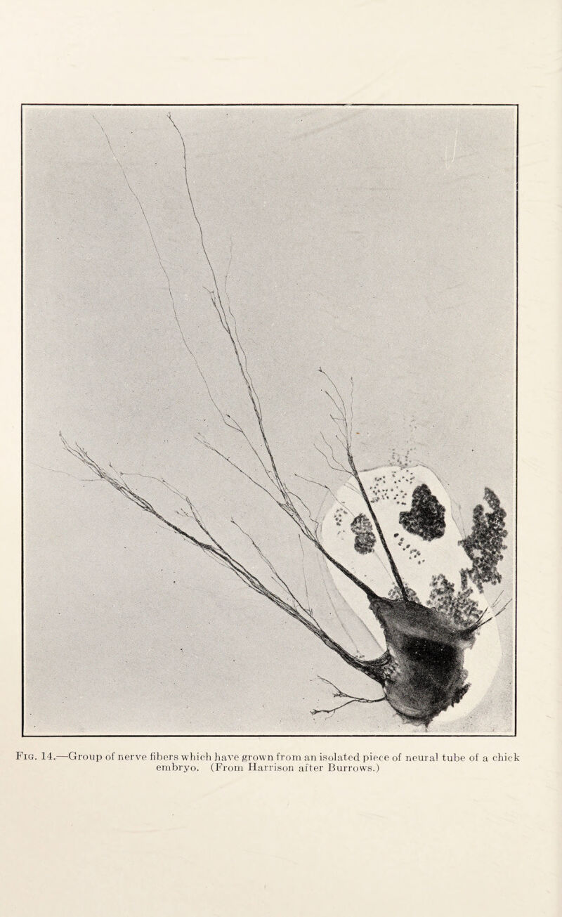 Fig. 14.—Group of nerve fibers which have grown from an isolated piece of neural tube of a chick embryo. (From Harrison after Burrows.)