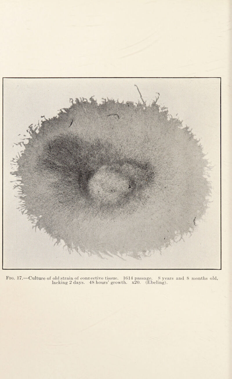 Fig. 17.—Culture of old strain of connective tissue. 1614 passage. 8 years and 8 months old