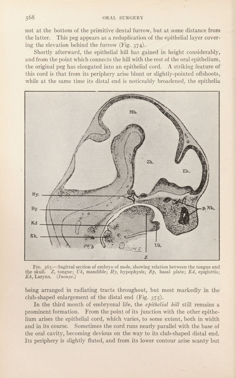 not at the bottom of the primitive dental furrow, but at some distance from the latter. This peg appears as a reduplication of the epithelial layer cover¬ ing the elevation behind the furrow (Fig. 374). Shortly afterward, the epithelial hill has gained in height considerably, and from the point which connects the hill with the rest of the oral epithelium, the original peg has elongated into an epithelial cord. A striking feature of this cord is that from its periphery arise blunt or slightly-pointed offshoots, while at the same time its distal end is noticeably broadened, the epithelia Fig. 365.—Sagittal section of embryo of mole, showing relation between the tongue and the skull. Z, tongue; Uk, mandible; Hy, hypophysis; Bp, basal plate; Kd, epiglottis; Kk, Larynx. (Inouye.) being arranged in radiating tracts throughout, but most markedly in the club-shaped enlargement of the distal end (Fig. 375). In the third month of embryonal life, the epithelial hill still remains a prominent formation. From the point of its junction with the other epithe¬ lium arises the epithelial cord, which varies, to some extent, both in width and in its course. Sometimes the cord runs nearly parallel with the base of the oral cavity, becoming devious on the way to its club-shaped distal end. Its periphery is slightly fluted, and from its lower contour arise scanty but