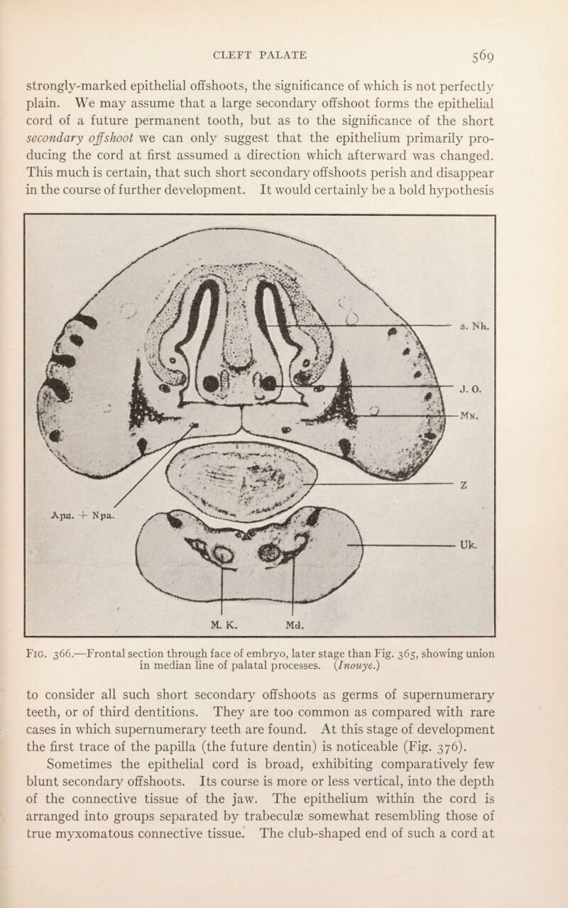 strongly-marked epithelial offshoots, the significance of which is not perfectly plain. We may assume that a large secondary offshoot forms the epithelial cord of a future permanent tooth, but as to the significance of the short secondary ojfshoot we can only suggest that the epithelium primarily pro¬ ducing the cord at first assumed a direction which afterward was changed. This much is certain, that such short secondary offshoots perish and disappear in the course of further development. It would certainly be a bold hypothesis Fig. 366.—Frontal section through face of embryo, later stage than Fig. 365, showing union in median line of palatal processes. (Inouye.) to consider all such short secondary offshoots as germs of supernumerary teeth, or of third dentitions. They are too common as compared with rare cases in which supernumerary teeth are found. At this stage of development the first trace of the papilla (the future dentin) is noticeable (Fig. 376). Sometimes the epithelial cord is broad, exhibiting comparatively few blunt secondary offshoots. Its course is more or less vertical, into the depth of the connective tissue of the jaw. The epithelium within the cord is arranged into groups separated by trabeculae somewhat resembling those of true myxomatous connective tissue. The club-shaped end of such a cord at