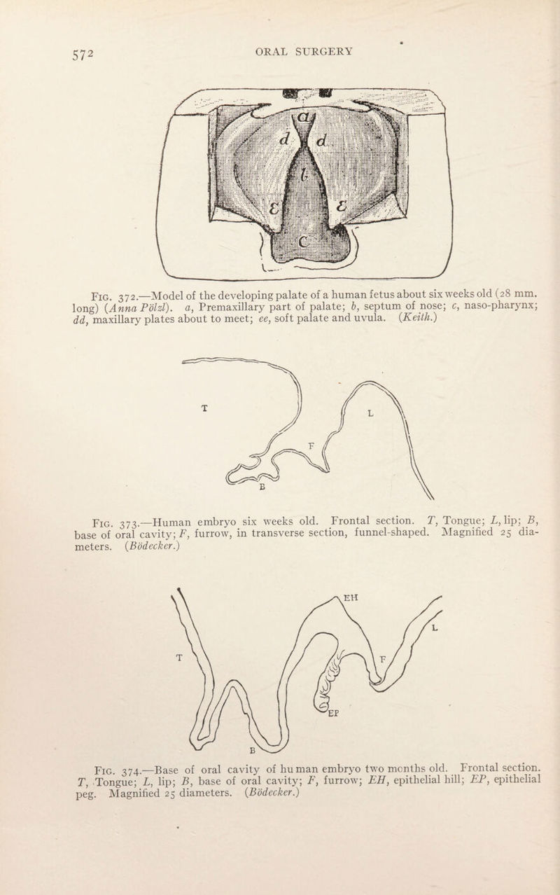 Fig. 372.—Model of the developing palate of a human fetus about six weeks old (28 mm. long) {Anna Polzl). a, Premaxillary part of palate; b, septum of nose; c, naso-pharynx; dd, maxillary plates about to meet; ee, soft palate and uvula. {Keith.) Fig. 373.—Human embryo six weeks old. Frontal section. T, Tongue; L, lip; B, base of oral cavity; F, furrow, in transverse section, funnel-shaped. Magnified 25 dia¬ meters. (Bodecker.) Fig. 374.—Base of oral cavity of hu man embryo two months old. Frontal section. T, -Tongue; L, lip; B, base of oral cavity; F, furrow; EH, epithelial hill; EP, epithelial peg. Magnified 25 diameters. {Bodecker.)