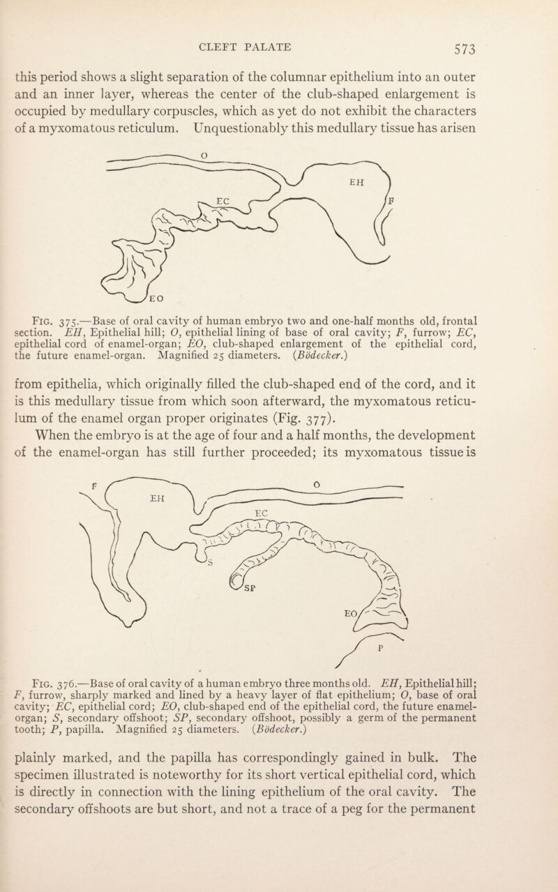 this period shows a slight separation of the columnar epithelium into an outer and an inner layer, whereas the center of the club-shaped enlargement is occupied by medullary corpuscles, which as yet do not exhibit the characters of a myxomatous reticulum. Unquestionably this medullary tissue has arisen Fig. 375.—Base of oral cavity of human embryo two and one-half months old, frontal section. EH, Epithelial hill; 0, epithelial lining of base of oral cavity; F, furrow; EC, epithelial cord of enamel-organ; EO, club-shaped enlargement of the epithelial cord, the future enamel-organ. Magnified 25 diameters. (Bodecker.) from epithelia, which originally filled the club-shaped end of the cord, and it is this medullary tissue from which soon afterward, the myxomatous reticu¬ lum of the enamel organ proper originates (Fig. 377). When the embryo is at the age of four and a half months, the development of the enamel-organ has still further proceeded; its myxomatous tissue is Fig. 376.—Base of oral cavity of a human embryo three months old. EH, Epithelial hill; F, furrow, sharply marked and lined by a heavy layer of flat epithelium; O, base of oral cavity; EC, epithelial cord; EO, club-shaped end of the epithelial cord, the future enamel- organ; S, secondary offshoot; SP, secondary offshoot, possibly a germ of the permanent tooth; P, papilla. Magnified 25 diameters. {Bodecker.) plainly marked, and the papilla has correspondingly gained in bulk. The specimen illustrated is noteworthy for its short vertical epithelial cord, which is directly in connection with the lining epithelium of the oral cavity. The secondary offshoots are but short, and not a trace of a peg for the permanent