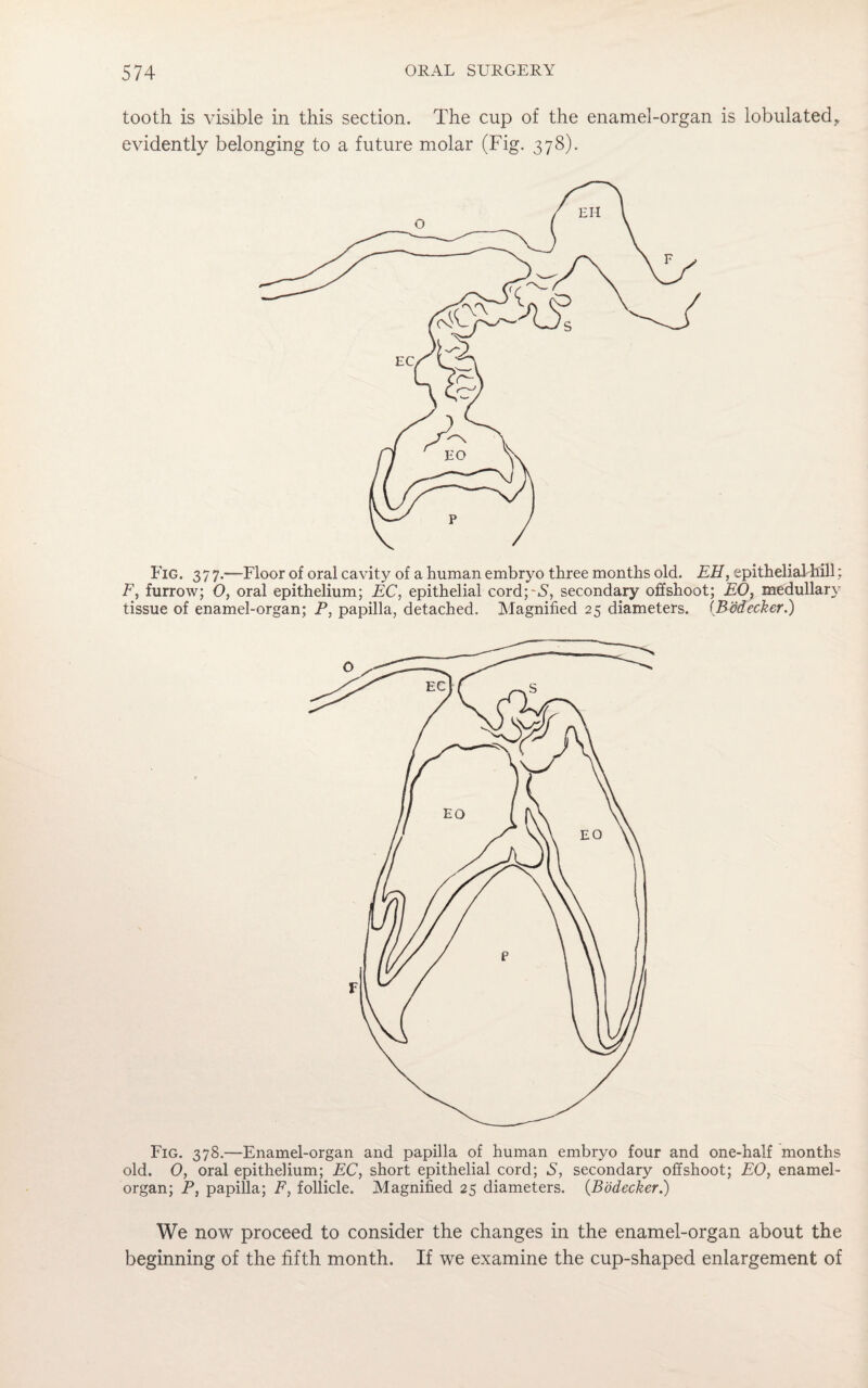 tooth is visible in this section. The cup of the enamel-organ is tabulated, evidently belonging to a future molar (Fig. 378). Fig. 3 7 7.—Floor of oral cavity of a human embryo three months old. EH, epithelial hill; F, furrow; O, oral epithelium; EC, epithelial cord;^, secondary offshoot; EO, medullary tissue of enamel-organ; P, papilla, detached. Magnified 25 diameters. (Bodecker.) Fig. 378.—Enamel-organ and papilla of human embryo four and one-half months old. O, oral epithelium; EC, short epithelial cord; S, secondary offshoot; EO, enamel- organ; P, papilla; F, follicle. Magnified 25 diameters. (Bodecker.) We now proceed to consider the changes in the enamel-organ about the beginning of the fifth month. If we examine the cup-shaped enlargement of