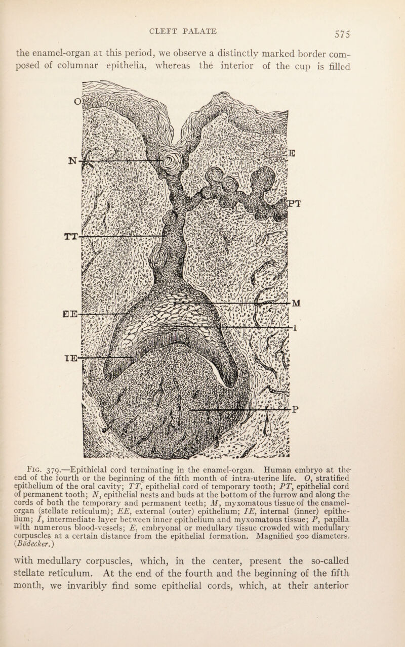 the enamel-organ at this period, we observe a distinctly marked border com¬ posed of columnar epithelia, whereas the interior of the cup is filled Fig. 379.—Epithielal cord terminating in the enamel-organ. Human embryo at the- end of the fourth or the beginning of the fifth month of intra-uterine life. O, stratified epithelium of the oral cavity; TT, epithelial cord of temporary tooth; PT, epithelial cord of permanent tooth; N, epithelial nests and buds at the bottom of the furrow and along the cords of both the temporary and permanent teeth; M, myxomatous tissue of the enamel- organ (stellate reticulum); EE, external (outer) epithelium; IE, internal (inner) epithe¬ lium; 7, intermediate layer between inner epithelium and myxomatous tissue; P, papilla with numerous blood-vessels; E, embryonal or medullary tissue crowded with medullary corpuscles at a certain distance from the epithelial formation. Magnified 500 diameters. (.Bodecker.) with medullary corpuscles, which, in the center, present the so-called stellate reticulum. At the end of the fourth and the beginning of the fifth month, we invaribly find some epithelial cords, which, at their anterior