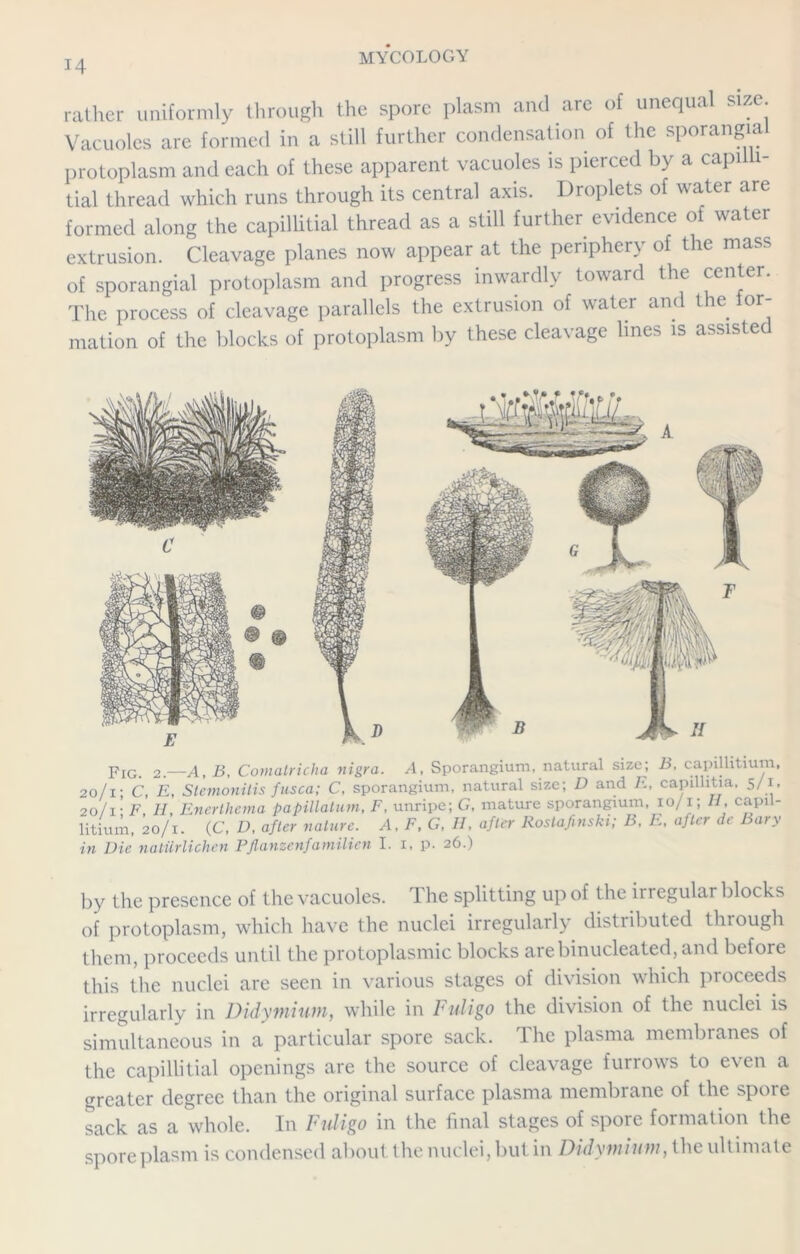 14 rather uniformly through the spore plasm and are of unequal size. Vacuoles are formed in a still further condensation of the sporangial protoplasm and each of these apparent vacuoles is pierced by a capil 1- tial thread which runs through its central axis. Droplets of water are formed along the capillitial thread as a still further evidence of water extrusion. Cleavage planes now appear at the periphery of the mass of sporangial protoplasm and progress inwardly toward the center. The process of cleavage parallels the extrusion of water and the for- mation of the blocks of protoplasm by these cleavage lines is assisted pIG 2—tf' Comalricha nigra. A, Sporangium, natural size; B, capillitium, 20/1; C, E, Stemoniiis fusca; C, sporangium, natural size; D and /«., capillitia, 5/1, 20/1; F, H, Enerthema papillalum, F, unripe; G, mature sporangium, 10/1; H, capil- litium, 20/1. (C, D, after nature. A, F, G, II, after Rostafinski; B, E, after di I ary in Die natiirlichen Pflanzenfamilien I. 1, p. 26.) by the presence of the vacuoles. The splitting up of the irregular blocks of protoplasm, which have the nuclei irregularly distributed through them, proceeds until the protoplasmic blocks arebinucleated, and before this the nuclei are seen in various stages of division which proceeds irregularly in Didymium, while in Fuligo the division of the nuclei is simultaneous in a particular spore sack. The plasma membranes of the capillitial openings are the source of cleavage furrows to even a greater degree than the original surface plasma membrane of the spore sack as a whole. In Fuligo in the final stages of spore formation the spore plasm is condensed about the nuclei, but in Didymium, the ultimate