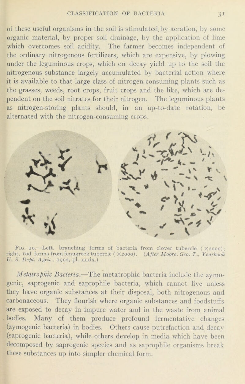 of these useful organisms in the soil is stimulated.by aeration, by some organic material, by proper soil drainage, by the application of lime which overcomes soil acidity. The farmer becomes independent of the ordinary nitrogenous fertilizers, which are expensive, by plowing under the leguminous crops, which on decay yield up to the soil the nitrogenous substance largely accumulated by bacterial action where it is available to that large class of nitrogen-consuming plants such as the grasses, weeds, root crops, fruit crops and the like, which are de- pendent on the soil nitrates for their nitrogen. The leguminous plants as nitrogen-storing plants should, in an up-to-date rotation, be alternated with the nitrogen-consuming crops. •i ( '< V ' fvs V<' & ^ * 4 * - \N * V M*'.- ' v ♦ / V t ^ Fig. 10.—Left, branching forms of bacteria from clover tubercle (X2000); right, rod forms from fenugreek tubercle ( X2000). (After Moore, Geo. T., Yearbook V. S. Dept. Agric., 1902, pi. xxxix.) Metatrophic Bacteria.—The metatrophic bacteria include the zymo- genic, saprogenic and saprophile bacteria, which cannot live unless they have organic substances at their disposal, both nitrogenous and carbonaceous. They flourish where organic substances and foodstuffs are exposed to decay in impure water and in the waste from animal bodies. Many of them produce profound fermentative changes (zymogenic bacteria) in bodies. Others cause putrefaction and decay (saprogenic bacteria), while others develop in media which have been decomposed by saprogenic species and as saprophile organisms break these substances up into simpler chemical form.