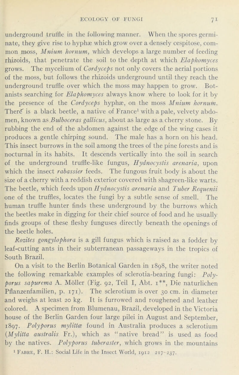 underground truffle in the following manner. When the spores germi- nate, they give rise to hyphae which grow over a densely cespitose, com- mon moss, Mnium hornum, which develops a large number of feeding rhizoids, that penetrate the soil to the depth at which Elaphomyces grows. The mycelium of Cordyceps not only covers the aerial portions of the moss, but follows the rhizoids underground until they reach the underground truffle over which the moss may happen to grow. Bot- anists searching for Elaphomyces always know where to look for it by the presence of the Cordyceps hyphas, on the moss Mnium hornum. Thertf is a black beetle, a native of France1 with a pale, velvety abdo- men, known as Bulboceras gallicus, about as large as a cherry stone. By rubbing the end of the abdomen against the edge of the wing cases it produces a gentle chirping sound. The male has a horn on his head. This insect burrows in the soil among the trees of the pine forests and is nocturnal in its habits. It descends vertically into the soil in search of the underground truffle-like fungus, Hydnocystis arenaria, upon which the insect rabassier feeds. The fungous fruit body is about the size of a cherry with a reddish exterior covered with shagreen-like warts. The beetle, which feeds upon Hydnocystis arenaria and Tuber Requenii one of the truffles, locates the fungi by a subtle sense of smell. The human truffle hunter finds these underground by the burrows which the beetles make in digging for their chief source of food and he usually finds groups of these fleshy funguses directly beneath the openings of the beetle holes. Rozites gongylophora is a gill fungus which is raised as a fodder by leaf-cutting ants in their subterranean passageways in the tropics of South Brazil. On a visit to the Berlin Botanical Garden in 1898, the writer noted the following remarkable examples of sclerotia-bearing fungi: Poly- porus sapurema A. Moller (Fig. 92, Teil I, Abt. 1**, Die naturlichen Pflanzenfamilien, p. 171). The sclerotium is over 30 cm. in diameter and weighs at least 20 kg. It is furrowed and roughened and leather colored. A specimen from Blumenau, Brazil, developed in the Victoria house of the Berlin Garden four large pilei in August and September, 1897. Polyporus mylittce found in Australia produces a sclerotium (Mylitta australis Fr.), which as “native bread” is used as food by the natives. Polyporus tuberaster, which grows in the mountains 1 Fabre, F. H.: Social Life in the Insect World, 1912 217-237.