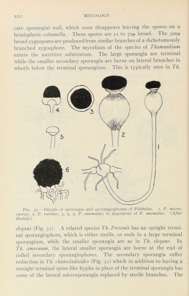 cate sporangial wall, which soon disappears leaving the spores on a hemispheric columella. These spores are n to 70n broad. The 300/i broad zygospores are produced from similar branches of a dichotomously branched zygosphore. The mycelium of the species of Thamnidium enters the nutritive substratum. The large sporangia are terminal while the smaller secondary sporangia are borne on lateral branches in whorls below the terminal sporangium. This is typically seen in 7 h. Fig. 33.—Details of sporangia and sporangiophores of Pilobulus. i, P. micro- sporus; 2, P. roridus; 3, 4. 5, P. anomalus; 6, zygospore of P. anomalus. (After Brcfeld.) elegans (Fig. 32). A related species Th. Frcsenii has an upright termi- nal sporangiophore, which is either sterile, or ends in a large terminal sporangium, while the smaller sporangia are as in Th. elegans. In Th. anwenum, the lateral smaller sporangia are borne at the end of coiled secondary sporangiophores. The secondary sporangia suffer reduction in Th. cluetocladioides (Fig. 32) which in addition to having a straight terminal spine-like hypha in place of the terminal sporangia has some of the lateral microsporangia replaced by sterile branches. The