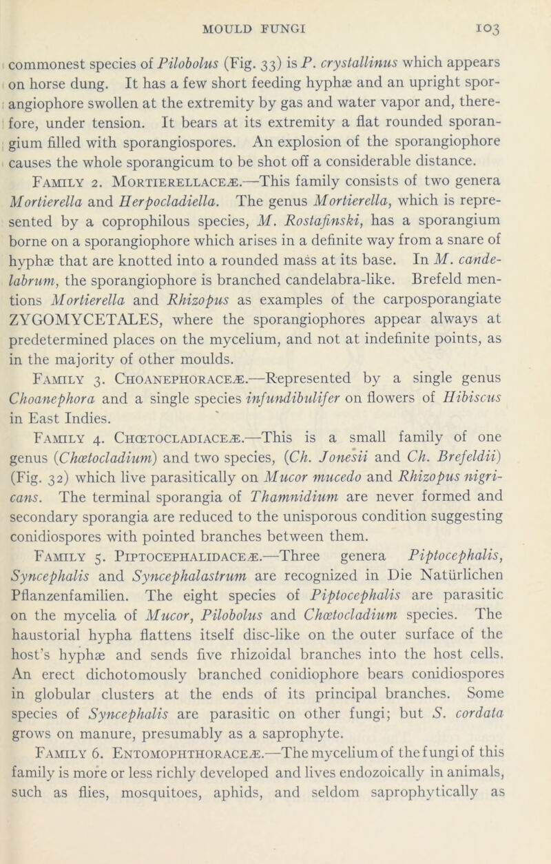 commonest species of Pilobolus (Fig. 33) is P. crystallinus which appears on horse dung. It has a few short feeding hyphae and an upright spor- angiophore swollen at the extremity by gas and water vapor and, there- fore, under tension. It bears at its extremity a flat rounded sporan- gium filled with sporangiospores. An explosion of the sporangiophore causes the whole sporangicum to be shot off a considerable distance. Family 2. Mortierellaceal.—This family consists of two genera Mortierella and Herpocladiella. The genus Mortierella, which is repre- sented by a coprophilous species, M. Rostafinski, has a sporangium borne on a sporangiophore which arises in a definite way from a snare of hvphae that are knotted into a rounded mass at its base. In M. cande- labrum, the sporangiophore is branched candelabra-like. Brefeld men- tions Mortierella and Rhizopus as examples of the carposporangiate ZYGOMYCETALES, where the sporangiophores appear always at predetermined places on the mycelium, and not at indefinite points, as in the majority of other moulds. Family 3. Choanephorace^:.—Represented by a single genus Choanephora and a single species infundibulifer on flowers of Hibiscus in East Indies. Family 4. Chcetocladiace^e.—This is a small family of one genus (Choetocladium) and two species, (Ch. Jonesii and Ch. Brefeldii) (Fig. 32) which live parasitically on Mucor mucedo and Rhizopus nigri- cans. The terminal sporangia of Thamnidium are never formed and secondary sporangia are reduced to the unisporous condition suggesting conidiospores with pointed branches between them. Family 5. Piptocephalidace.*:.—Three genera Piptocephalis, Syncephalis and Syncephalastrum are recognized in Die Natiirlichen Pflanzenfamilien. The eight species of Piptocephalis are parasitic on the mycelia of Mucor, Pilobolus and Choetocladium species. The haustorial hypha flattens itself disc-like on the outer surface of the host’s hyphae and sends five rhizoidal branches into the host cells. An erect dichotomously branched conidiophore bears conidiospores in globular clusters at the ends of its principal branches. Some species of Syncephalis are parasitic on other fungi; but S. cordata grows on manure, presumably as a saprophyte. Family 6. Entomopiithorace^:.—The mycelium of the fungi of this family is more or less richly developed and lives endozoically in animals, such as flies, mosquitoes, aphids, and seldom saprophytically as