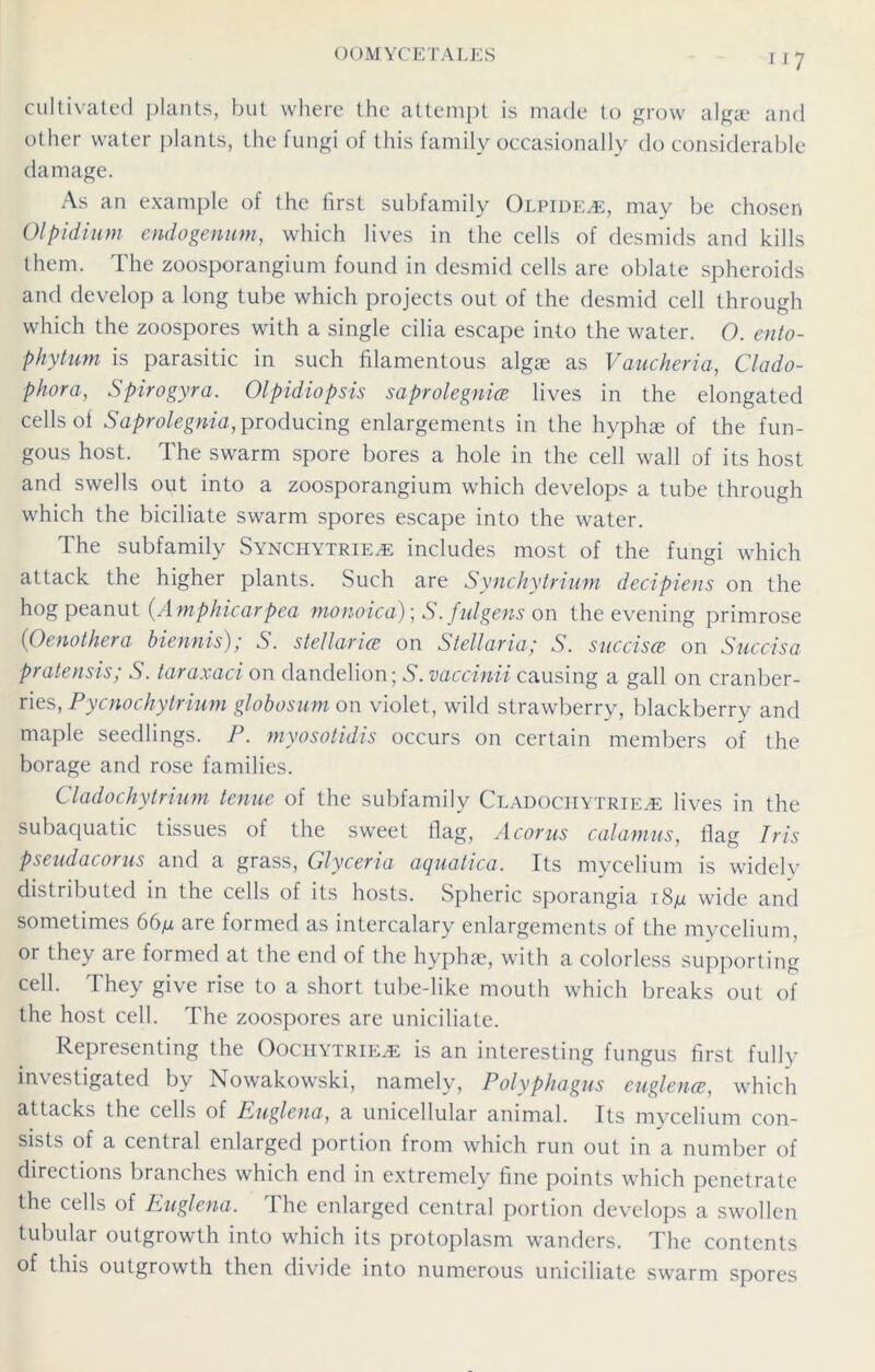 cultivated plants, but where the attempt is made to grow algae and other water plants, the fungi of this family occasionally do considerable damage. As an example of the first subfamily Olpide^:, may be chosen Olpidium endogenum, which lives in the cells of desmids and kills them. The zoosporangium found in desmid cells are oblate spheroids and develop a long tube which projects out of the desmid cell through which the zoospores with a single cilia escape into the water. O. ento- phyturn is parasitic in such filamentous algae as Vaucheria, Clado- phora, Spirogyra. Olpidiopsis saprolegnice lives in the elongated cells of Saprolegnia, producing enlargements in the hyphae of the fun- gous host. The swarm spore bores a hole in the cell wall of its host and swells out into a zoosporangium which develops a tube through which the biciliate swarm spores escape into the water. The subfamily Synchytrie^e includes most of the fungi which attack the higher plants. Such are Synchytrium decipiens on the hog peanut (Amphicarpea monoica); S.fulgens on the evening primrose 0Oenothera biennis); S. stellar ice on S tellur ia; S. succisce on Succisa pratensis; S. taraxaci on dandelion; S. vaccinii causing a gall on cranber- ries, Pycnochytrium globosum on violet, wild strawberry, blackberry and maple seedlings. P. myosotidis occurs on certain members of the borage and rose families. Cladochytrium tenue of the subfamily Cladociiytrie^e lives in the subaquatic tissues of the sweet Hag, A cor us calamus, flag Iris pseudacorus and a grass, Glyceria aquatica. Its mycelium is widely distributed in the cells of its hosts. Spheric sporangia i8,u wide and sometimes 66yu are formed as intercalary enlargements of the mycelium, or they are formed at the end of the hyphae, with a colorless supporting cell. They give rise to a short tube-like mouth which breaks out of the host cell. The zoospores are uniciliate. Representing the Oochytrie^e is an interesting fungus first fully investigated by Nowakowski, namely, Polyphagus euglence, which attacks the cells of Euglena, a unicellular animal. Its mycelium con- sists of a central enlarged portion from which run out in a number of directions branches which end in extremely fine points which penetrate the cells of Euglena. The enlarged central portion develops a swollen tubular outgrowth into which its protoplasm wanders. The contents of this outgrowth then divide into numerous uniciliate swarm spores