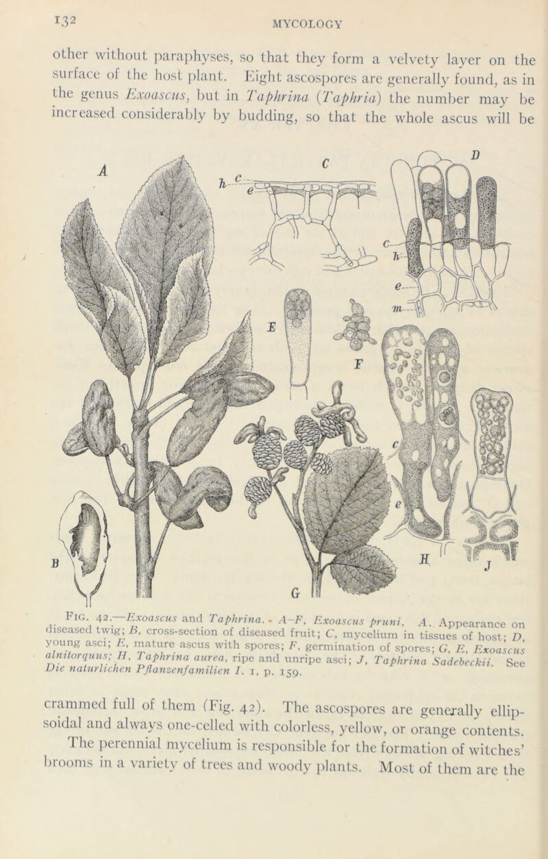 olhei without paraphyses, so that they form a velvety layer on the sui face of the host plant. Light ascospores arc generally found, as in the genus Exoascus, but in I aphrina (Taphria) the number may be increased considerably by budding, so that the whole ascus will be r 1 A f2'- E*oascus and Taphrtna.. A-F, Exoascus pruni, .4. Appearance on diseased twig; B, cross-section of diseased fruit; C. mycelium in tissues of host- D young asci; E, mature ascus with spores; F, germination of spores; G, E Exoascus alntlorquus; H, Tapkrina aurea, ripe and unripe asci; J, Taphrina Sadebeckii. See Die nalurhchen PfidtizcKfcnnilicti I. i, p, 159. crammed lull ol them (big. 42). The ascospores are generally ellip- soidal and always one-celled with colorless, yellow, or orange contents. I he perennial mycelium is responsible for the formation of witches’ brooms in a variety of trees and woody plants. Most of them are the