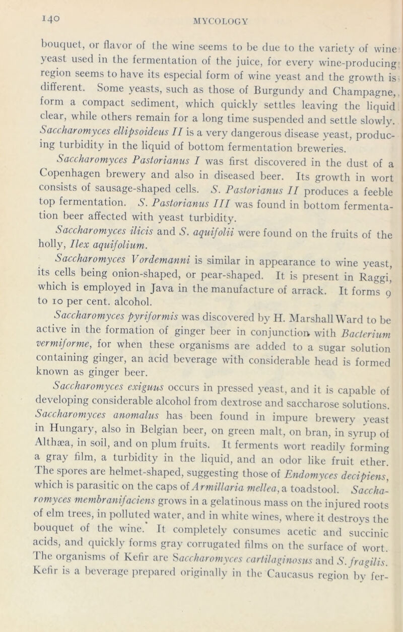 bouquet, or flavor of the wine seems to be due to the variety of wine yeast used in the fermentation of the juice, for every wine-producing region seems to have its especial form of wine yeast and the growth is different. Some yeasts, such as those of Burgundy and Champagne, form a compact sediment, which quickly settles leaving the liquid clear, while others remain for a long time suspended and settle slowly. I Saccharomyces ellipsoideus II is a very dangerous disease yeast, produc- ) ing turbidity in the liquid of bottom fermentation breweries. Saccharomyces Pastorianus I was first discovered in the dust of a Copenhagen brewery and also in diseased beer. Its growth in wort consists of sausage-shaped cells. 5. Pastorianus II produces a feeble top fermentation. S. Pastorianus III was found in bottom fermenta- tion beer affected with yeast turbidity. Saccharomyces ilicis and S. aquifolii were found on the fruits of the holly, Ilex aquifolium. Saccharomyces Vordemanni is similar in appearance to wine yeast, its cells being onion-shaped, or pear-shaped. It is present in Raggi, which is employed in Java in the manufacture of arrack. It forms 9 to 10 per cent, alcohol. Saccharomyces pyriformis was discovered by H. Marshall Ward to be active in the formation of ginger beer in conjunction with Bacterium vermiforme, for when these organisms are added to a sugar solution containing ginger, an acid beverage with considerable head is formed known as ginger beer. Saccharomyces exiguus occurs in pressed yeast, and it is capable of developing considerable alcohol from dextrose and saccharose solutions. Saccharomyces anomalus has been found in impure brewery yeast in Hungary, also in Belgian beer, on green malt, on bran, in syrup of Althaea, in soil, and on plum fruits. It ferments wort readily forming a gray film, a turbidity in the liquid, and an odor like fruit ether. The spores are helmet-shaped, suggesting those of Endomyces decipiens, which is parasitic on the caps of Armiliaria mellea, a toadstool. Saccha- romyces membranifaciens grows in a gelatinous mass on the injured roots of elm trees, in polluted water, and in white wines, where it destrovs the bouquet of the wine. It completely consumes acetic and succinic acids, and quickly forms gray corrugated films on the surface of wort. I he organisms of Kefir are Saccharomyces cartilaginosus and S.fragilis. Kefir is a beverage prepared originally in the Caucasus region by fer-