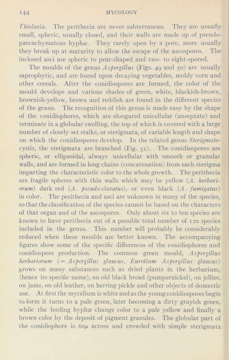 Thielavia. The perithecia are never subterranean. They arc usually small, spheric, usually closed, and their walls are made up of pseudo- parenchymatous hyphae. They rarely open by a pore, more usually they break up at maturity to allow the escape of the ascospores. The inclosed asci are spheric to pear-shaped and two- to eight-spored. The moulds of the genus Aspergillus (Figs. 49 and 50) are usually saprophytic, and are found upon decaying vegetables, moldy corn and other cereals. After the conidiospores are formed, the color of the mould develops and various shades of green, white, blackish-brown, brownish-yellow, brown and reddish are found in the different species of the genus. The recognition of this genus is made easy by the shape of the conidiophores, which are elongated unicellular (unseptate) and terminate in a globular swelling, the top of which is covered with a large number of closely set stalks, or sterigmata, of variable length and shape on which the conidiospores develop. In the related genus Sterigmato- cystis, the sterigmata are branched (Fig. 51). The conidiospores are spheric, or ellipsoidal, always unicellular with smooth or granular walls, and are formed in long chains (concatenation) from each sterigma imparting the characteristic color to the whole growth. The perithecia are fragile spheres with thin walls which may be yellow {A. herbari- orum) dark red {A. pseudo-clavatus), or even black {A. fumigatus) in color. The perithecia and asci are unknown in many of the species, so that the classification of the species cannot be based on the characters of that organ and of the ascospores. Only about six to ten species are known to have perithecia out of a possible total number of 120 species included in the genus. This number will probably be considerably reduced when these moulds are better known. The accompanying figures show some of the specific differences of the conidiophores and conidiospore production. The common green mould, Aspergillus herbariorum (= Aspergillus glaucus, Eurotium Aspergillus glaucus) grows on many substances such as dried plants in the herbarium, (hence its specific name), on old black bread (pumpernickel), on jellies, on jams, on old leather, on herring pickle and other objects of domestic use. At first the mycelium is white and as the young conidiospores begin to form it turns to a pale green, later becoming a dirty grayish green, while the feeding hyphae change color to a pale yellow and finally a brown color by the deposit of pigment granules. The globular part of the conidiophore is 6oju across and crowded with simple sterigmata