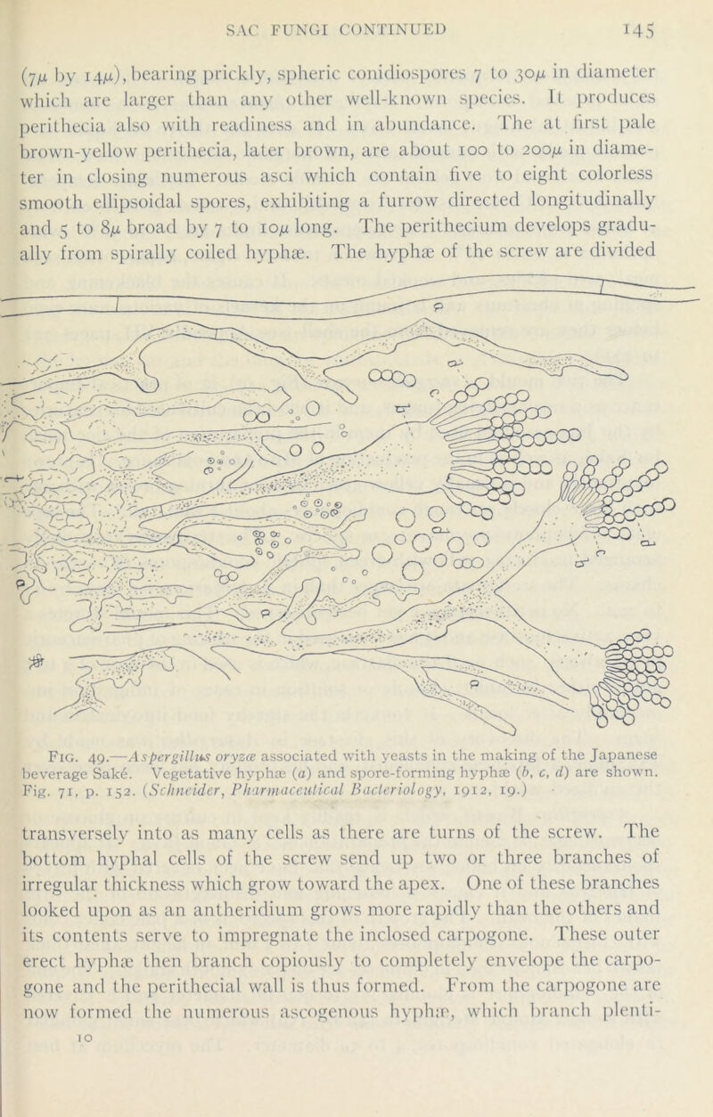 (jn by 14^), bearing prickly, spheric conidiospores 7 to 30m in diameter which are larger than any other well-known species. It produces perithecia also with readiness and in abundance. The at iirst pale brown-yellow perithecia, later brown, are about 100 to 200m in diame- ter in closing numerous asci which contain five to eight colorless smooth ellipsoidal spores, exhibiting a furrow directed longitudinally and 5 to 8^ broad by 7 to io/j long. The pcrithecium develops gradu- ally from spirally coiled hyphse. The hyphse of the screw are divided Fig. 49.—Aspergillus oryzce associated with yeasts in the making of the Japanese beverage Sake. Vegetative hyphse (a) and spore-forming hyphse (b, c, d) are shown. Fig. 71, p. 152. (Schneider, Pharmaceutical Bacteriology, 1912, 19.) transversely into as many cells as there are turns of the screw. The bottom hyphal cells of the screw send up two or three branches of irregular thickness which grow toward the apex. One of these branches looked upon as an antheridium grows more rapidly than the others and its contents serve to impregnate the inclosed carpogone. These outer erect hyphae then branch copiously to completely envelope the carpo- gone and the perithecia! wall is thus formed. From the carpogone are now formed the numerous ascogenous hyphse, which branch plenti-