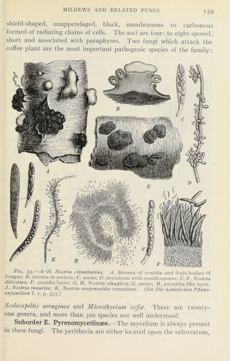 shield-shaped, unappendaged, black, membranous to carbonous formed of radiating chains of cells. The asci are four- to eight-spored, short and associated with paraphyses. Two fungi which attack the coffee plant are the most important pathogenic species of the family: Fig. 55. A — D, Neclria cinnabarina. A, Stroma of conidia and fruit-bodies of fungus; By stroma in section; C, ascus; D, mycelium with conidiospores; Ey Ft Neclria ditissima; F, conidia layer; G, H, Neclria sinaptica; G, ascus; H, pycnidia-like layer. J, Neclria inaurila; K, Neclria oropensoides coremium. (Ser Die naliirlichen Pflanz- enfamilien I. 1, p. 357.) Scolecopeltis aeruginea and Microthyrium coffer. There are twenty- one genera, and more than 300 species not well understood. Suborder E. Pyrenomycetiinaee.—The mycelium is always present in these fungi. The perithecia are either located upon the substratum,