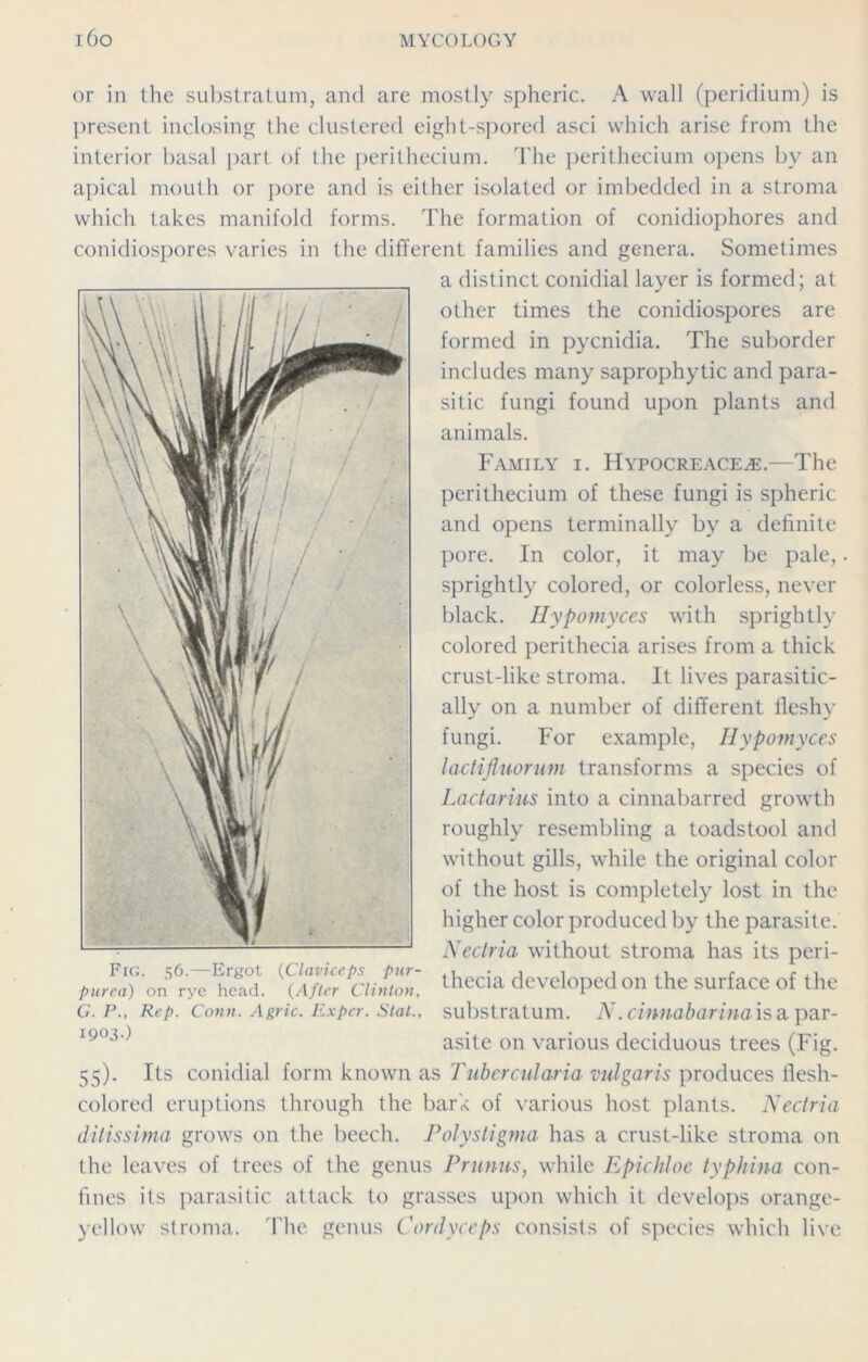or in the substratum, and are mostly spheric. A wall (peridium) is present inclosing the clustered eight-spored asci which arise from the interior basal part of the perithecium. The perithecium opens by an apical mouth or pore and is either isolated or imbedded in a stroma which takes manifold forms. The formation of conidiophores and conidiospores varies in the different families and genera. Sometimes a distinct conidial layer is formed; at other times the conidiospores are formed in pycnidia. The suborder includes many saprophytic and para- sitic fungi found upon plants and animals. Family i. IIypocreace^e.—The perithecium of these fungi is spheric and opens terminally by a definite pore. In color, it may be pale,. sprightly colored, or colorless, never black. Hypomyces with sprightly colored perithecia arises from a thick crust-like stroma. It lives parasitic- ally on a number of different fleshy fungi. For example, Hypomyces lactifluorum transforms a species of Lactarius into a cinnabarred growth roughly resembling a toadstool and without gills, while the original color of the host is completely lost in the higher color produced by the parasite. Nectria without stroma has its peri- thecia developed on the surface of the substratum. N. cinnabarina is a par- asite on various deciduous trees (Fig. 55). Its conidial form known as Tubercularia vulgaris produces flesh- colored eruptions through the bark of various host plants. Nectria ditissima grows on the beech. Polystigma has a crust-like stroma on the leaves of trees of the genus Primus, while Epichloe typkina con- fines its parasitic attack to grasses upon which it develops orange- yellow stroma. T he genus Cordyceps consists of species which live Fig. 56.—Ergot (Claviceps pur- purea) on rye head. (After Clinton, G. P., Rep. Conn. Agric. E.xpcr. Stat., 1903.)