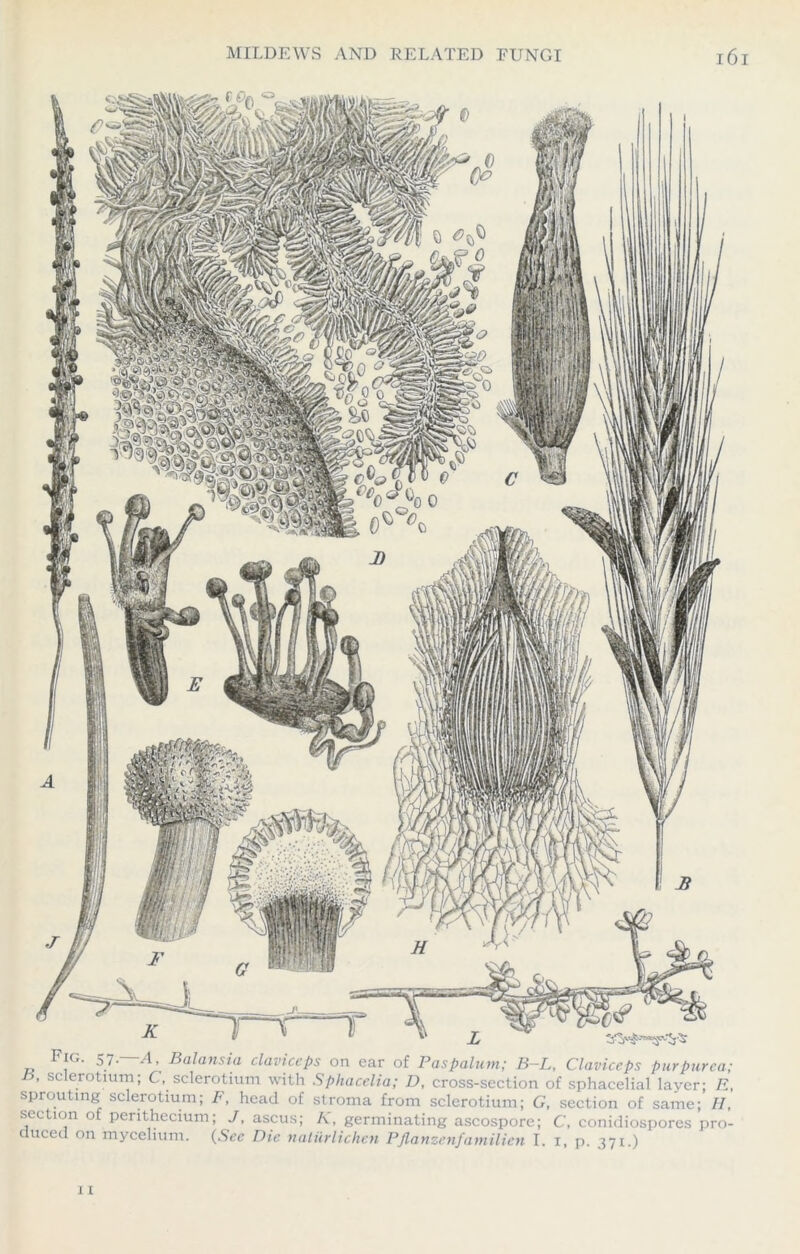 Fig. 57. A, Balansia claviceps on ear of Paspalum; B-L, Claviceps purpurea; ’ sc erotium; C, sclerotium with Sphacelia; D, cross-section of sphacelial layer; E, sprouting sclerotium, F, head of stroma from sclerotium; G, section of same; II, section of penthecium; J, ascus; K, germinating ascospore; C, conidiospores pro- duced on mycelium. (Sec Die naliirlichen Pflanzenfamilien I. i, p. 371.)