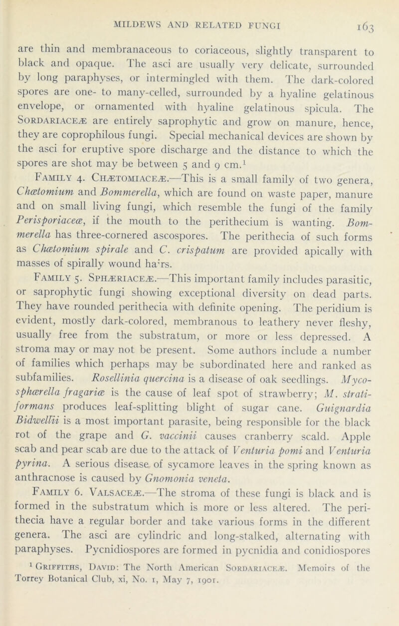 are thin and membranaceous to coriaceous, slightly transparent to black and opaque. The asci are usually very delicate, surrounded by long paraphyses, or intermingled with them. The dark-colored spores are one- to many-celled, surrounded by a hyaline gelatinous envelope, or ornamented with hyaline gelatinous spicula. The Sordariace^e are entirely saprophytic and grow on manure, hence, they are coprophilous fungi. Special mechanical devices are shown by the asci for eruptive spore discharge and the distance to which the spores are shot may be between 5 and 9 cm.1 Family 4. Ciuetomiace*:.—'This is a small family of two genera, Chatomium and Bommerella, which are found on waste paper, manure and on small living fungi, which resemble the fungi of the family Peris poriacece, if the mouth to the perithecium is wanting. Bom- merella has three-cornered ascospores. The perithecia of such forms as C hcetomium spirale and C. crispatum are provided apically with masses of spirally wound hams. Family 5. Spiueriace^e.—This important family includes parasitic, or saprophytic fungi showing exceptional diversity on dead parts. They have rounded perithecia with definite opening. The peridium is evident, mostly dark-colored, membranous to leathery never fleshy, usually free from the substratum, or more or less depressed. A stroma may or may not be present. Some authors include a number of families which perhaps may be subordinated here and ranked as subfamilies. Rosellinia quercina is a disease of oak seedlings. Myco- sphcerella fragaria is the cause of leaf spot of strawberry; M. strati- formans produces leaf-splitting blight of sugar cane. Guignardia Bidwellii is a most important parasite, being responsible for the black rot of the grape and G. vaccinii causes cranberry scald. Apple scab and pear scab are due to the attack of Venturia pomi and V enturia Pyrina. A serious disease of sycamore leaves in the spring known as anthracnose is caused by Gnomonia veneta. Family 6. Valsace^e.—The stroma of these fungi is black and is formed in the substratum which is more or less altered. The peri- thecia have a regular border and take various forms in the different genera. The asci are cylindric and long-stalked, alternating with paraphyses. Pycnidiospores are formed in pycnidia and conidiospores 1 Griffiths, David: The North American SordariacevE. Memoirs of the Torrey Botanical Club, xi, No. 1, May 7, iqoi.