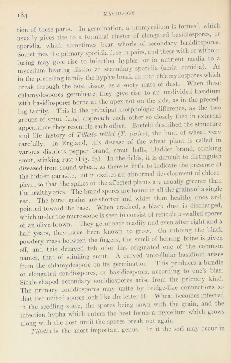 lion of these parts. In germination, a promycelium is formed, whic usually gives rise to a terminal cluster of elongated basidiospores, or sporidia, which sometimes bear whorls of secondary basidiospores. Sometimes the primary sporidia fuse in pairs, and these with or without fusing may give rise to infection hyphae; or in nutrient media to a mycelium bearing dissimilar secondary sporidia (aerial comdia). As in the preceding family the hyphae break up into chlamydospores which break through the host tissue, as a sooty mass of dust. When these chlamydospores germinate, they give rise to an undivided basidium with basidiospores borne at the apex not on the side, as in the preced- ing family. This is the principal morphologic difference, as the two groups of smut fungi approach each other so closely that in external appearance they resemble each other. Brefeld described the structure and life history of TiUetia tritici (7\ caries), the bunt of wheat very carefully. In England, this disease of the wheat plant is called in various districts pepper brand, smut balls, bladder brand, stinking smut, stinking rust (Fig. 63) In the fields, it is difficult to distinguish diseased from sound wheat, as there is little to indicate the presence of the hidden parasite, but it excites an abnormal development of chloro- phyll, so that the spikes of the affected plants are usually greener than the healthy ones. The brand spores are found in all the grains of a single ear. The burst grains are shorter and wider than healthy ones and pointed toward the base. When cracked, a black dust is discharged, which under the microscope is seen to consist of reticulate-walled spores of an olive-brown. They germinate readily and even after eight and a half years, they have been known to grow. On rubbing the black powdery mass between the fingers, the smell of herring brine is given off, and this decayed fish odor has originated one of the common names, that of stinking smut. A curved unicellular basidium arises from the chlamydospore on its germination. This produces a bundle of elongated condiospores, or basidiospores, according to one s bias. Sickle-shaped secondary conidiospores arise from the primary kind. The primary conidiospores may unite by bridge-like connections so that two united spores look like the letter H. Wheat becomes infected in the seedling state, the spores being sown with the grain, and the infection hypha which enters the host forms a mycelium which grows along with the host until the spores break out again. Tilletia is the most important genus. In it the sori may occur in