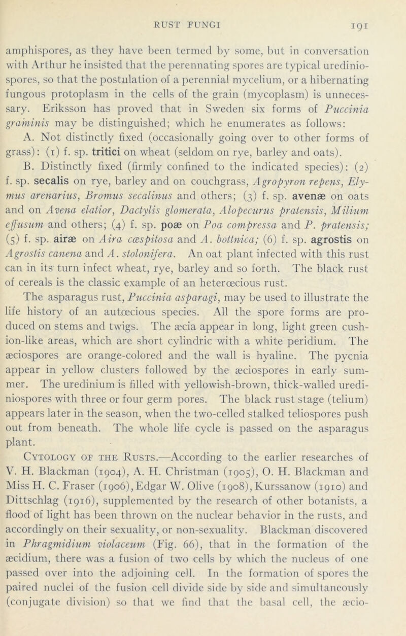 amphispores, as they have been termed by some, but in conversation with Arthur he insisted that the perennating spores are typical uredinio- spores, so that the postulation of a perennial mycelium, or a hibernating fungous protoplasm in the cells of the grain (mycoplasm) is unneces- sary. Eriksson has proved that in Sweden six forms of Puccinia graminis may be distinguished; which he enumerates as follows: A. Not distinctly fixed (occasionally going over to other forms of grass): (i) f. sp. tritici on wheat (seldom on rye, barley and oats). B. Distinctly fixed (firmly confined to the indicated species): (2) f. sp. secalis on rye, barley and on couchgrass, Agropyron repens, Ely- mus arenarius, Bromus secalinus and others; (3) f. sp. avenae on oats and on A vena elatior, Dactylis glomerata, Alopecurus pratensis, Milium effusum and others; (4) f. sp. poae on Poa compressa and P. pratensis; (5) f. sp. airae on Aira ccespitosa and A. bottnica; (6) f. sp. agrostis on Agrostis canena and A. stolonifera. An oat plant infected with this rust can in its' turn infect wheat, rye, barley and so forth. The black rust of cereals is the classic example of an hetercecious rust. The asparagus rust, Puccinia asparagi, may be used to illustrate the life history of an autcecious species. All the spore forms are pro- duced on stems and twigs. The aecia appear in long, light green cush- ion-like areas, which are short cylindric with a white peridium. The a;ciospores are orange-colored and the wall is hyaline. The pycnia appear in yellow clusters followed by the aeciospores in early sum- mer. The uredinium is filled with yellowish-brown, thick-walled uredi- niospores with three or four germ pores. The black rust stage (telium) appears later in the season, when the two-celled stalked teliospores push out from beneath. The whole life cycle is passed on the asparagus plant. Cytology of the Rusts.—According to the earlier researches of V. H. Blackman (1904), A. H. Christman (1905), O. H. Blackman and Miss H. C. Fraser (1906), Edgar W. Olive (1908), Kurssanow (1910) and Dittschlag (1916), supplemented by the research of other botanists, a flood of light has been thrown on the nuclear behavior in the rusts, and accordingly on their sexuality, or non-sexuality. Blackman discovered in Phragmidium molaceum (Fig. 66), that in the formation of the aecidium, there was a fusion of two cells by which the nucleus of one passed over into the adjoining cell. In the formation of spores the paired nuclei of the fusion cell divide side by side and simultaneously (conjugate division) so that we find that the basal cell, the aecio-