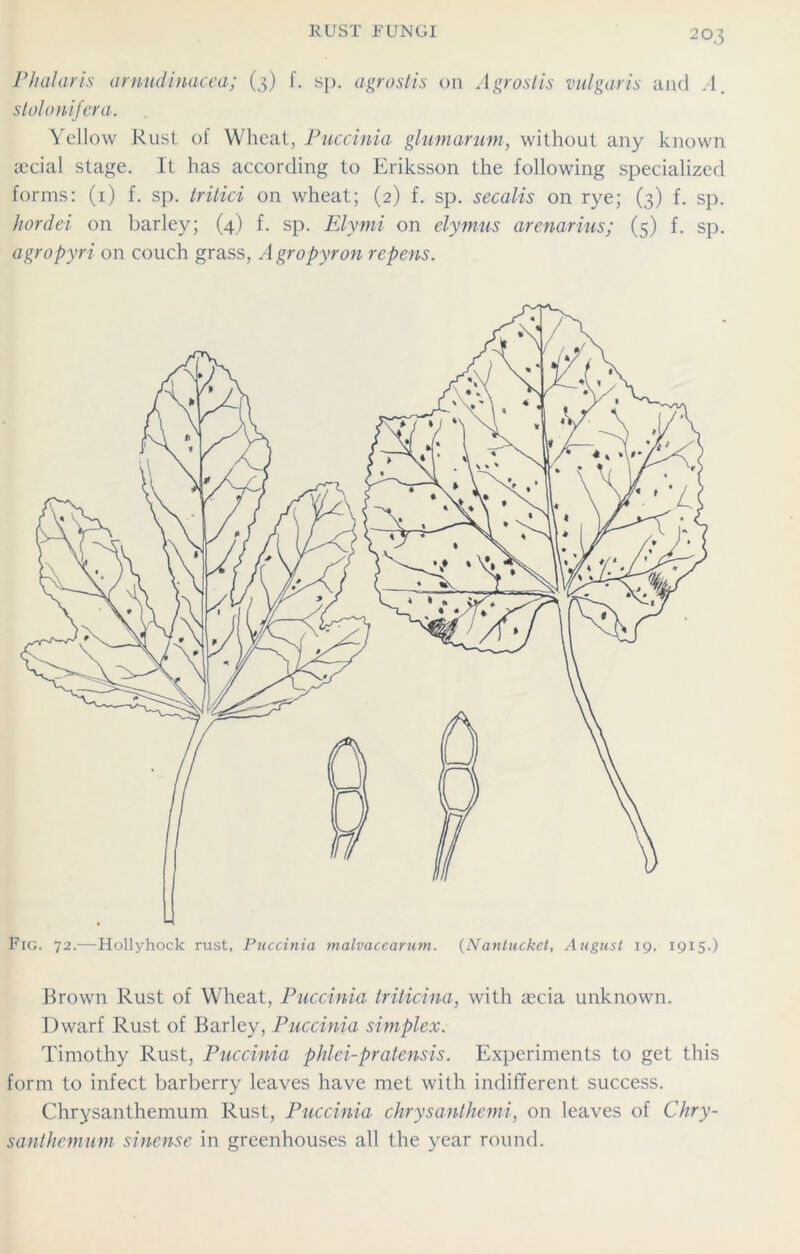 Pindar is arnudinacea; (3) f. sp. agrostis on Agrostis vulgaris and .1. stolonifera. Yellow Rust of Wheat, Puccinia glumarum, without any known cecial stage. It has according to Eriksson the following specialized forms: (1) f. sp. tritici on wheat; (2) f. sp. secalis on rye; (3) f. sp. hordei on barley; (4) f. sp. Elymi on elymus arenarius; (5) f. sp. agropyri on couch grass, Agropyron repens. Brown Rust of Wheat, Puccinia triticina, with aecia unknown. Dwarf Rust of Barley, Puccinia simplex. Timothy Rust, Puccinia phlei-pratensis. Experiments to get this form to infect barberry leaves have met with indifferent success. Chrysanthemum Rust, Puccinia chrysanthemi, on leaves of Chry- santhemum sinense in greenhouses all the year round.