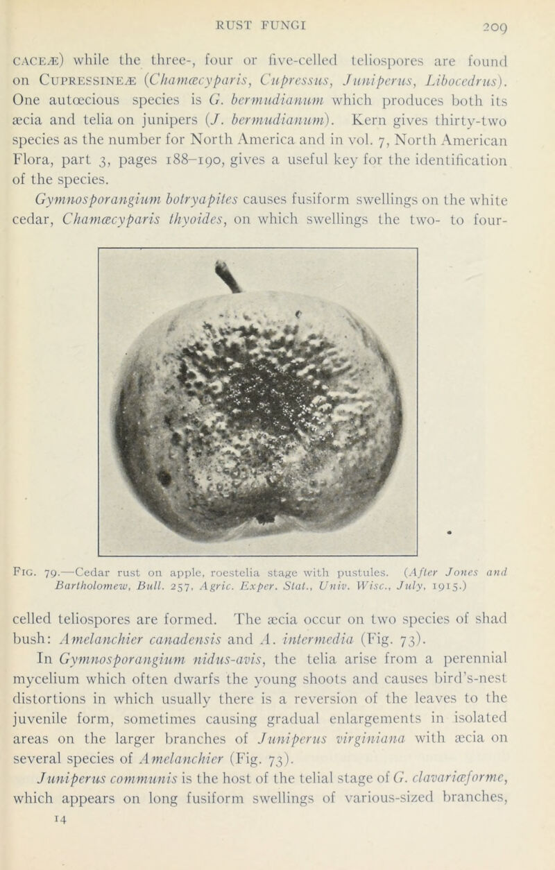 caceae) while the three-, four or five-celled teliospores are found on Cupriessineae (Chamcecyparis, Cupressus, J uni perns, Libocedrus). One autcecious species is G. bermudianum which produces both its secia and telia on junipers (/. bermudianum). Kern gives thirty-two species as the number for North America and in vol. 7, North American Flora, part 3, pages 188-190, gives a useful key for the identification of the species. Gymnosporangium botryapites causes fusiform swellings on the white cedar, Chamcecyparis thyoides, on which swellings the two- to four- Fig. 79.—Cedar rust on apple, roestelia stage with pustules. (After Jones and Bartholomew, Bull. 257, Auric. Exper. Stal., Unit. Wise., July, 1915.) celled teliospores are formed. The secia occur on two species of shad bush: Amelanchier canadensis and A. intermedia (Fig. 73). In Gymnosporangium nidus-avis, the telia arise from a perennial mycelium which often dwarfs the young shoots and causes bird’s-nest distortions in which usually there is a reversion of the leaves to the juvenile form, sometimes causing gradual enlargements in isolated areas on the larger branches of Juniperus virginiana with secia on several species of Amelanchier (Fig. 73). Juniperus communis is the host of the telial stage of G. clavarioeforme, which appears on long fusiform swellings of various-sized branches, 14