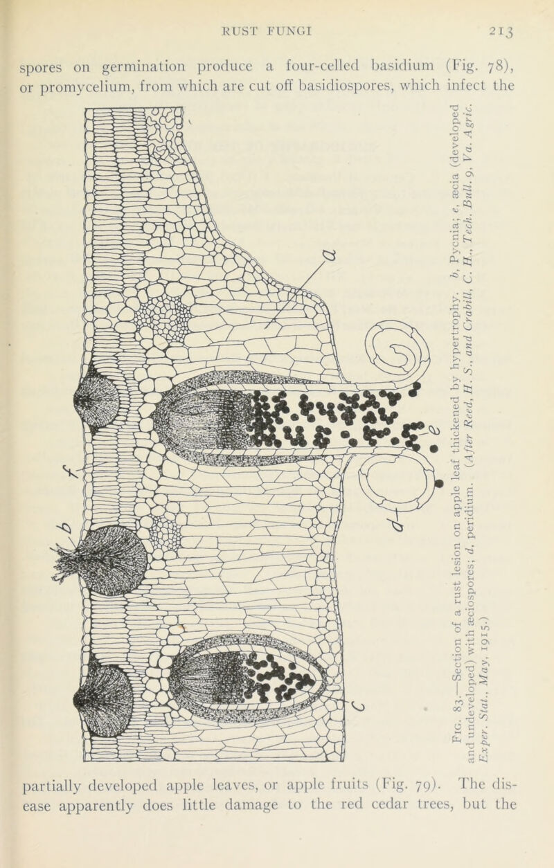 spores on germination produce a four-celled basidium (Fig. 78), or promycelium, from which are cut off basicliospores, which infect the •o c «—<1 rT <D ' o « 3 ^ ‘o ~ « s -CQ >*•■3 ,3 -o a e o h ^ i. si CD ~ ^ 00 >. . as > S yZ .X ^ .y =- •C +-• v-. aS '— <u 2 £ a 3 d 'g 53 u 0 a c ^r 4-> O 2 a S M .2 c5 ’o °33 I? c .ti a .2 ^ w oO £ 0 3 tn g ^ 1 rJ^ o . partially developed apple leaves, or apple fruits (Fig. 79). I he dis- ease apparently does little damage to the red cedar trees, but the