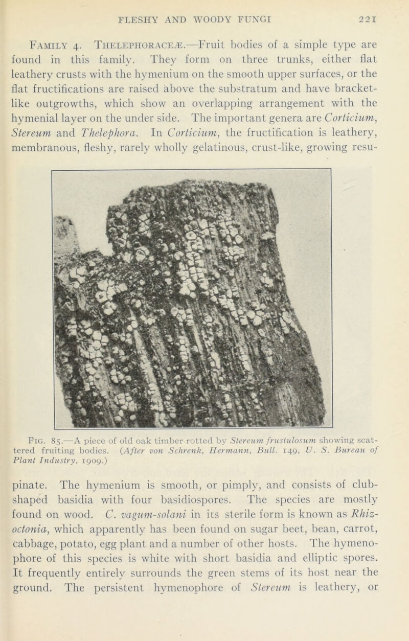 Family 4. Thelepiiorace^e.—Fruit bodies of a simple type are found in this family. They form on three trunks, either Hat leathery crusts with the hymenium on the smooth upper surfaces, or the flat fructifications are raised above the substratum and have bracket- like outgrowths, which show an overlapping arrangement with the hymenial layer on the under side. The important genera are Corticium, Stereum and Thelephora. In Corticium, the fructification is leathery, membranous, fleshy, rarely wholly gelatinous, crust-like, growing resu- Fig. 85.—A piece of old oak timber rotted by Slereum frustulosum showing scat- tered fruiting bodies. (After von Schrenk, Hermann, Bull. 149, U. S. Bureau of Plant Industry, 1909.) pinate. The hymenium is smooth, or pimply, and consists of club- shaped basidia with four basidiospores. The species are mostly found on wood. C. vagum-solani in its sterile form is known as Rhiz- octonia, which apparently has been found on sugar beet, bean, carrot, cabbage, potato, egg plant and a number of other hosts. The hymeno- phore of this species is white with short basidia and elliptic spores. It frequently entirely surrounds the green stems of its host near the ground. The persistent hvmenophore of Stereum is leathery, or