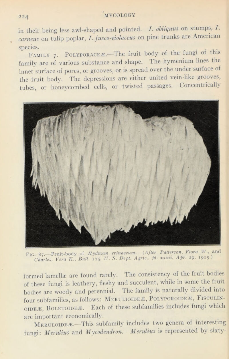 in their being less awl-shaped and pointed. I. obliquus on stumps, T. carneus on tulip poplar, I. fusco-violaceus on pine trunks are American species. Family 7. Polyporace^e.—The fruit body of the lungi of this family are of various substance and shape. r\ he hymenium lines the inner surface of pores, or grooves, or is spread over the under surface of the fruit body. The depressions are either united vein-like grooves, tubes, or honeycombed cells, or twisted passages. Concentrically pIG> g7—Fruit-body of Hydnum erinaceum. (After Patterson, Flora IF., and Charles, Vera K., Bull. 175. U. S. Dept. Agric., pi. xxxii, Apr. 29, 1915-) formed lamellae are found rarely. The consistency of the fruit bodies of these fungi is leathery, fleshy and succulent, while in some the fruit bodies are woody and perennial. The family is naturally divided into four subfamilies, as follows: Merulioide^e, PolyporoidejE, Fistulin- OIDE/E, BoletoidevE. Each of these subfamilies includes fungi which are important economically. Meruloide.e—This subfamily includes two genera of interesting fungi: Mend ins and Mycodendron. Merulius is represented by sixty-